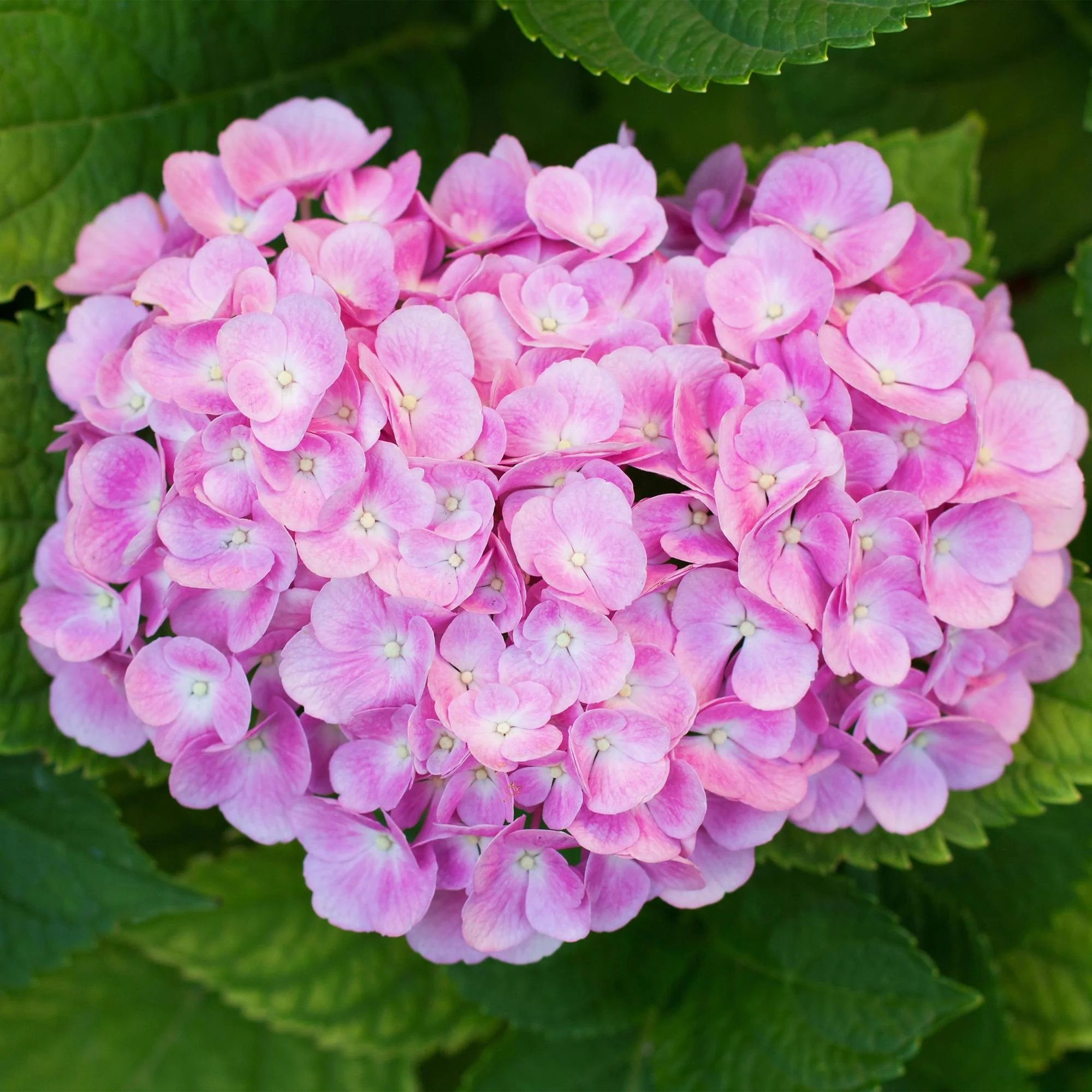 Plante D'Extérieur - Hortensia (Hydrangea Macrophylla) 'Pink' - Image 5