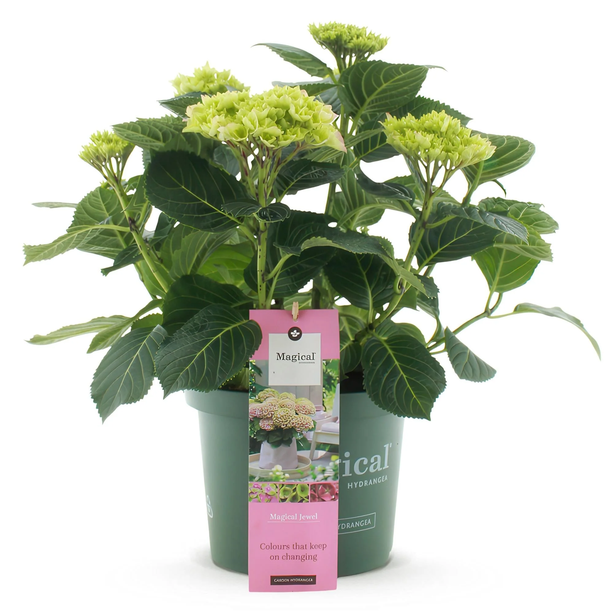 Plante D'Extérieur - Hortensia (Hydrangea Macrophylla) 'Rose Bijou' - Image 2