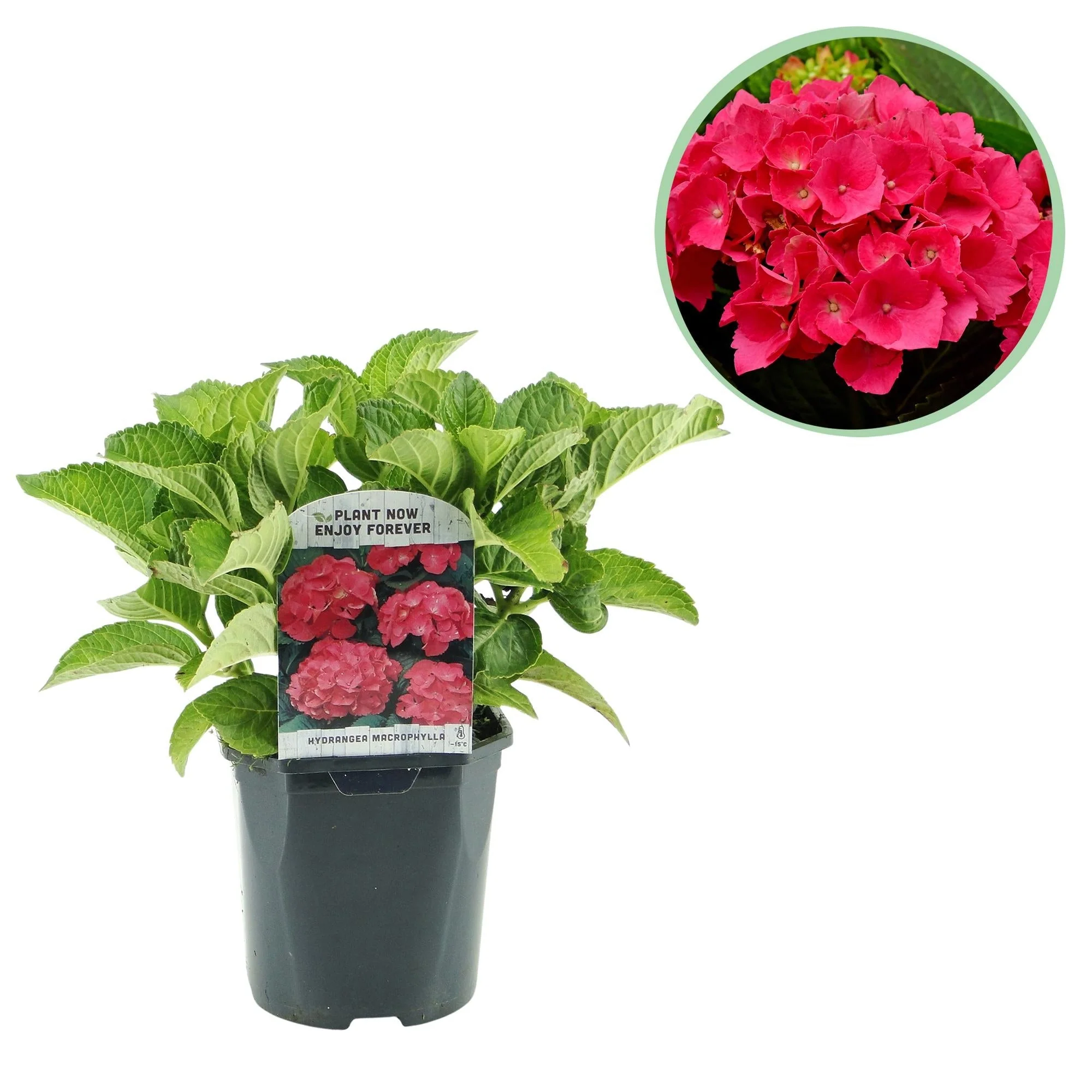 Plante D'Extérieur - Hortensia (Hydrangea Macrophylla) 'Rouge'