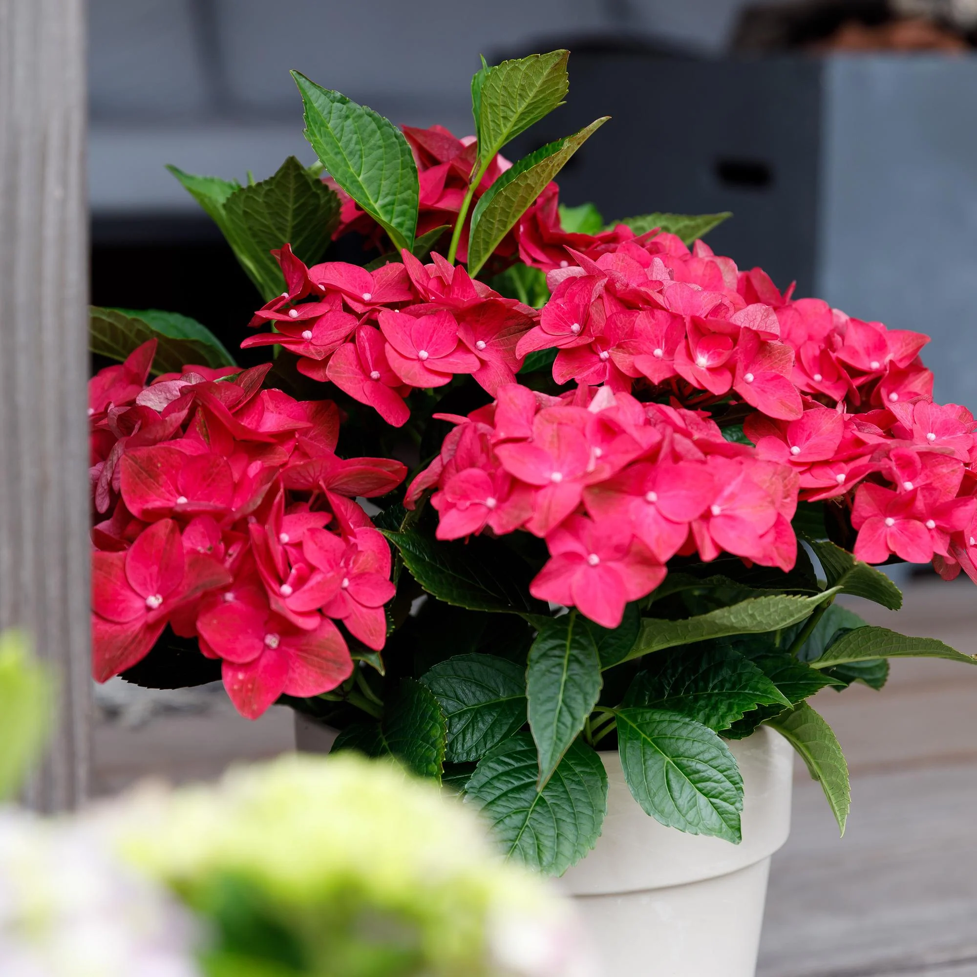 Plante D'Extérieur - Hortensia (Hydrangea Macrophylla) 'Ruby' - Image 5