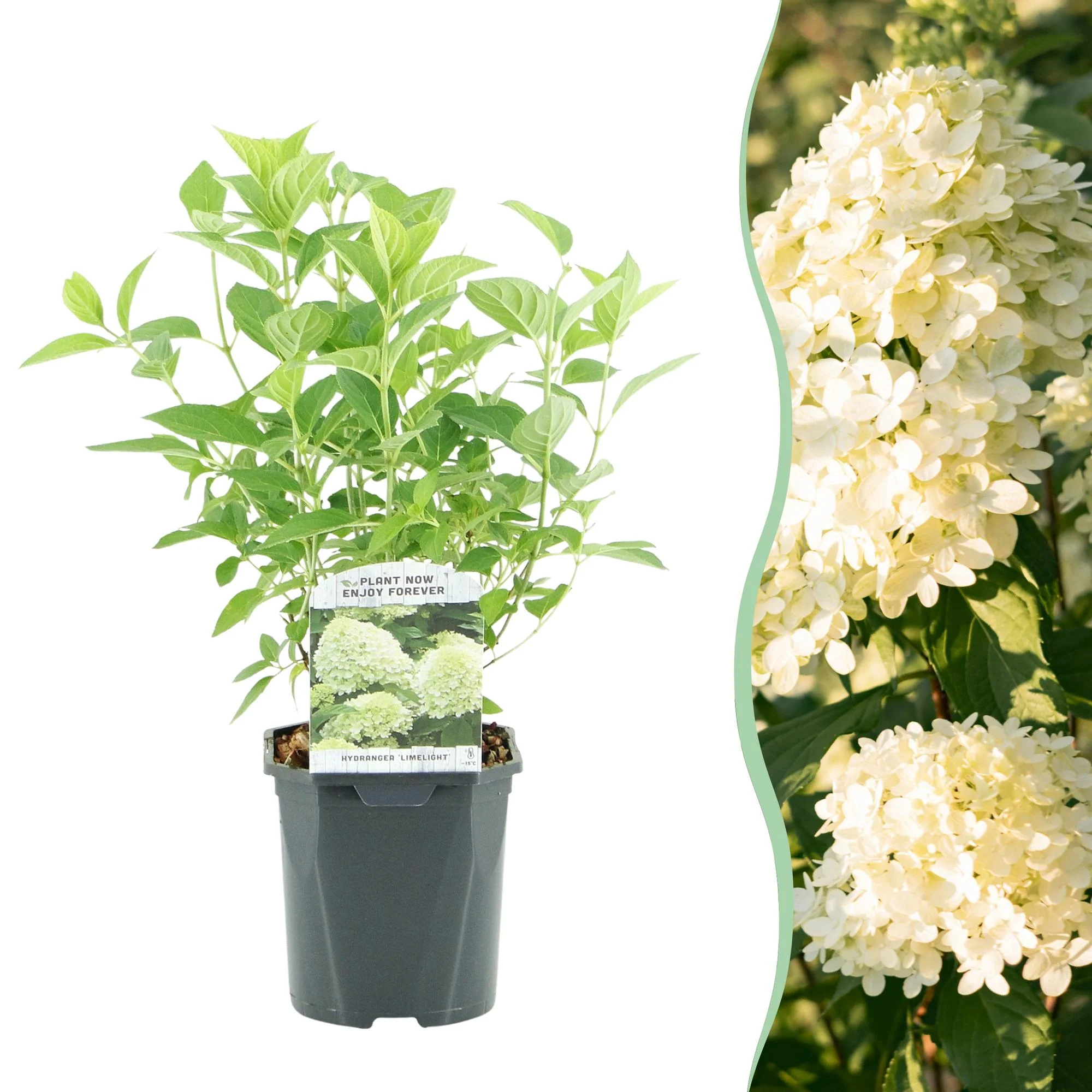 Plante D'Extérieur - Hortensia Paniculé (Hydrangea Paniculata) 'Limelight' - Image 11