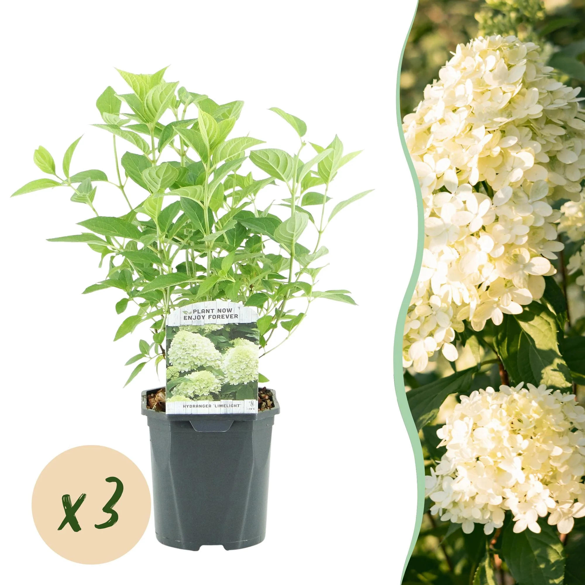 Plante D'Extérieur - Hortensia Paniculé (Hydrangea Paniculata) 'Limelight' - Image 12