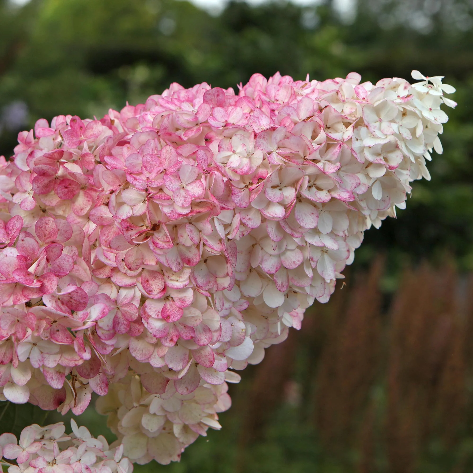 Plante D'Extérieur - Hortensia Paniculé (Hydrangea Paniculata) 'Vanille Fraise'