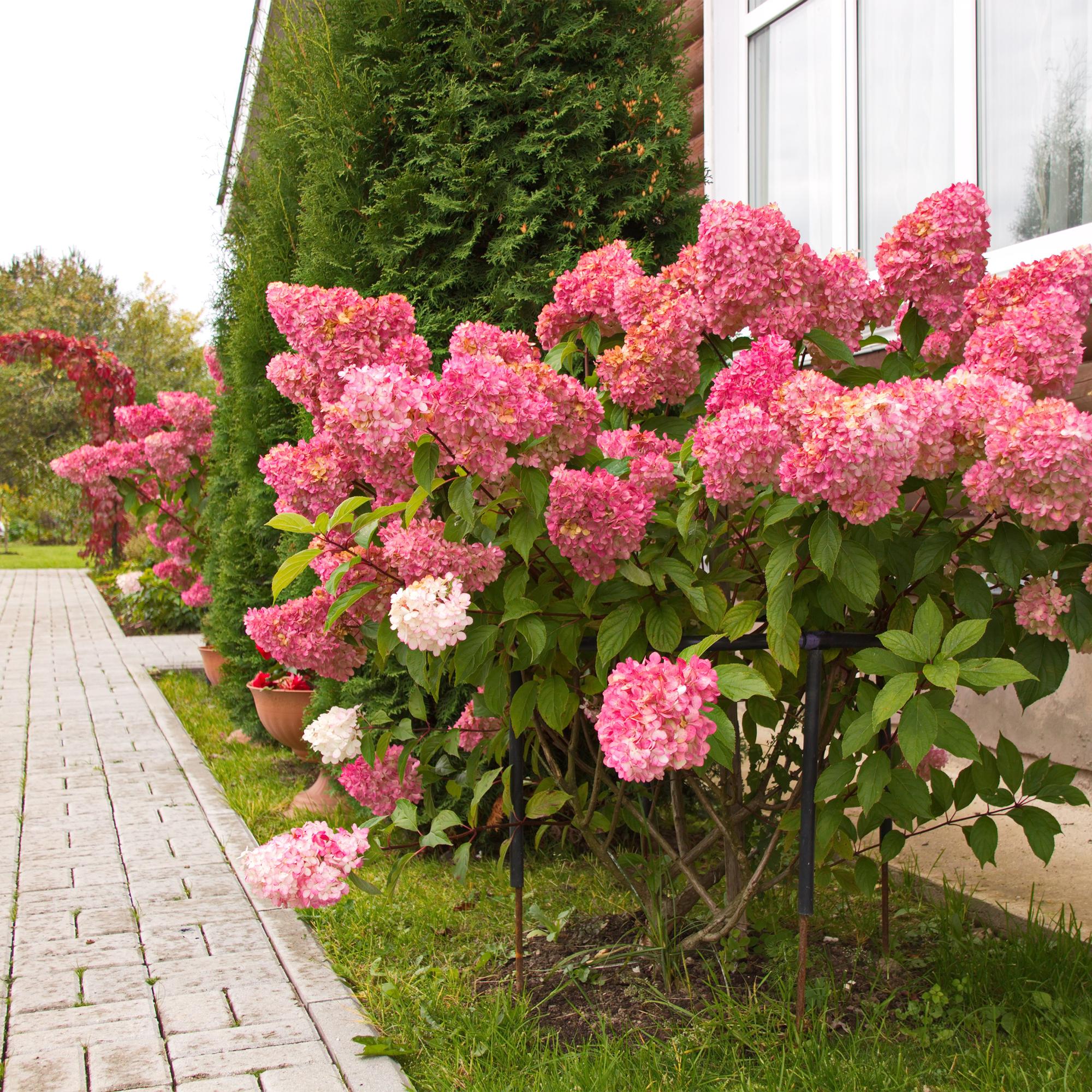 Plante D'Extérieur - Hortensia Paniculé (Hydrangea Paniculata) 'Vanille Fraise' - Image 6