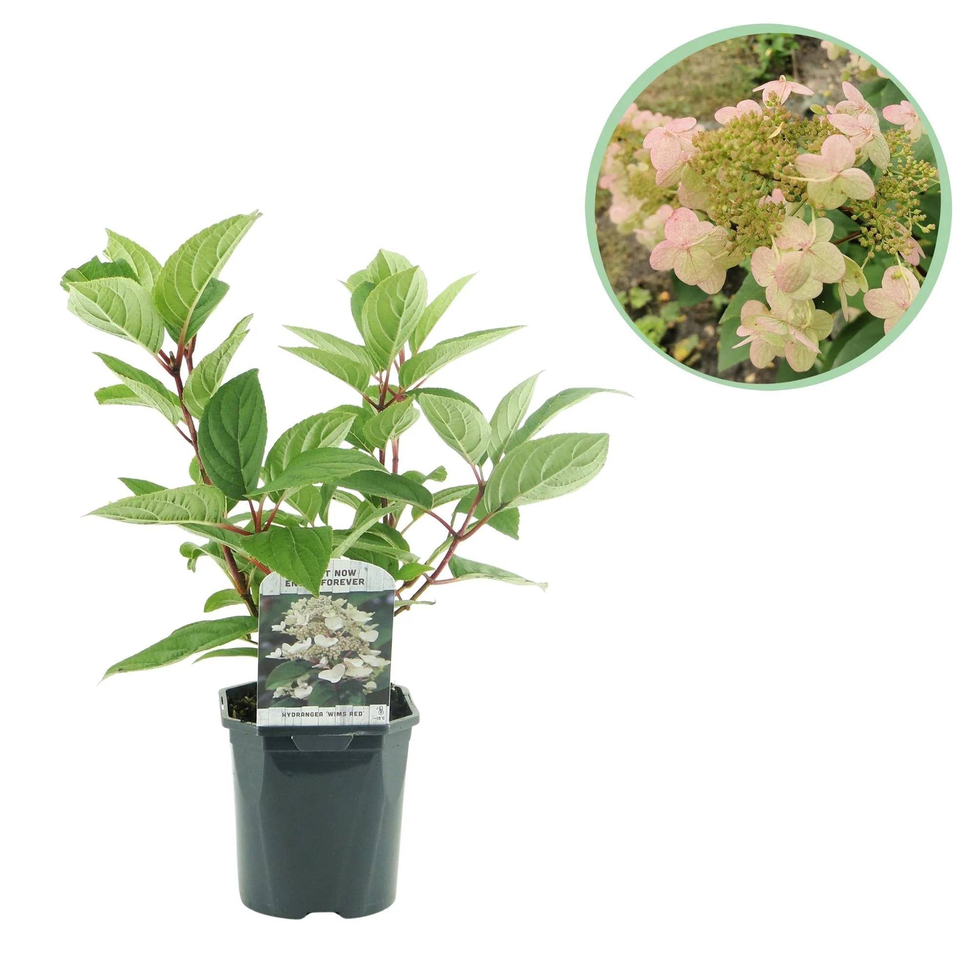 Plante D'Extérieur - Hortensia Paniculé (Hydrangea Paniculata) 'Wims Red'