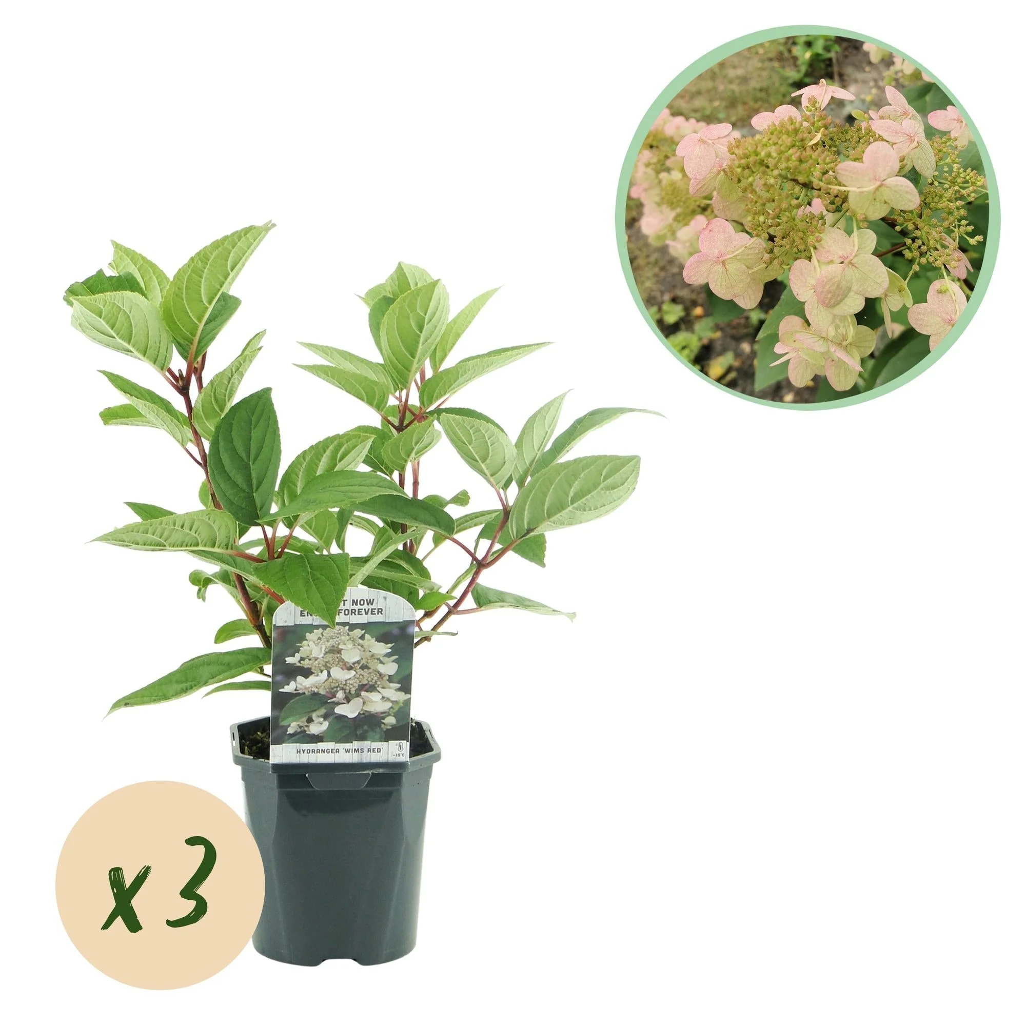 Plante D'Extérieur - Hortensia Paniculé (Hydrangea Paniculata) 'Wims Red' - Image 12