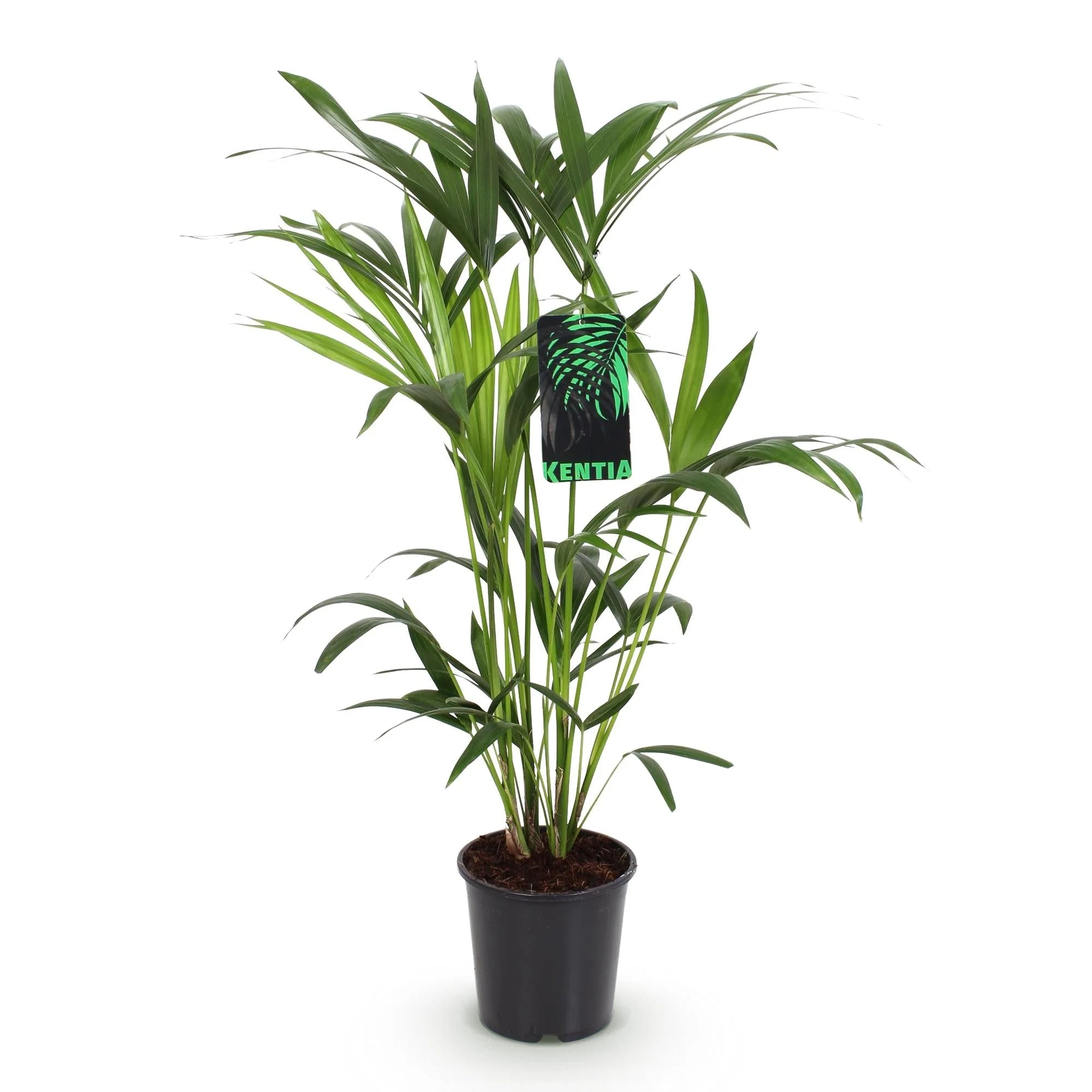Plante D'Intérieur - Howea Forsteriana - Image 4