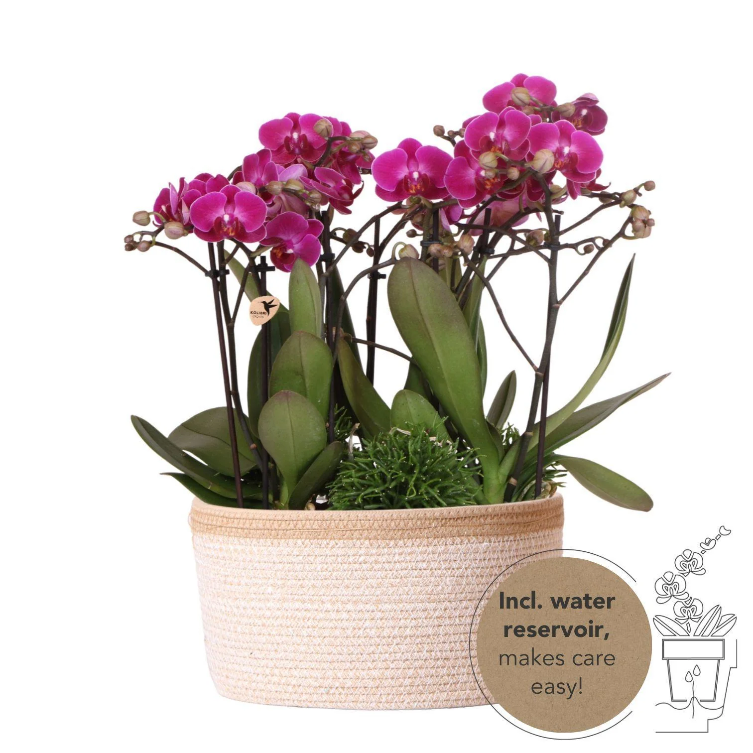 Plante D'Intérieur - Composition Dans Un Panier En Coton Avec Réservoir D'Eau De 3 Orchidées Violettes Et 3 Rhipsalis - Image 3