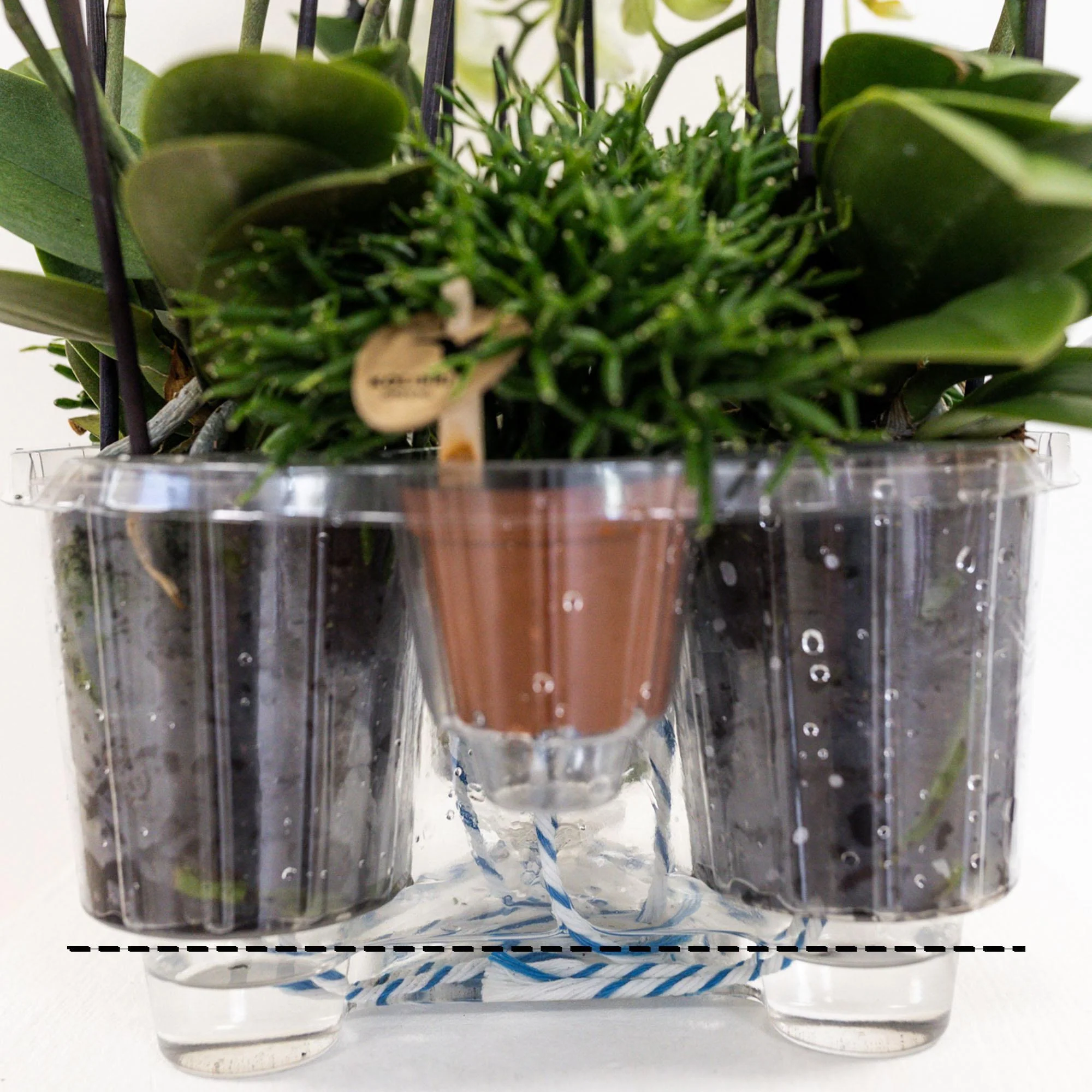 Plante D'Intérieur - Composition Dans Un Panier En Coton Avec Réservoir D'Eau De 3 Orchidées Violettes Et 3 Rhipsalis - Image 5