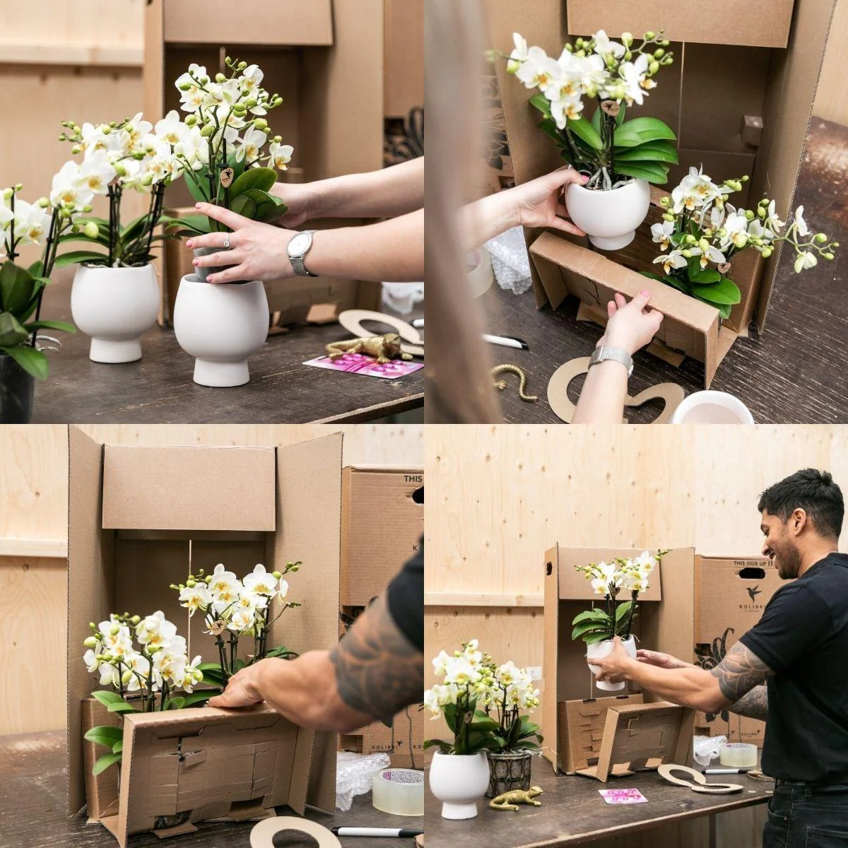Plante D'Intérieur - Composition Dans Un Panier En Coton Avec Réservoir D'Eau De 3 Orchidées Violettes Et 3 Rhipsalis - Image 6