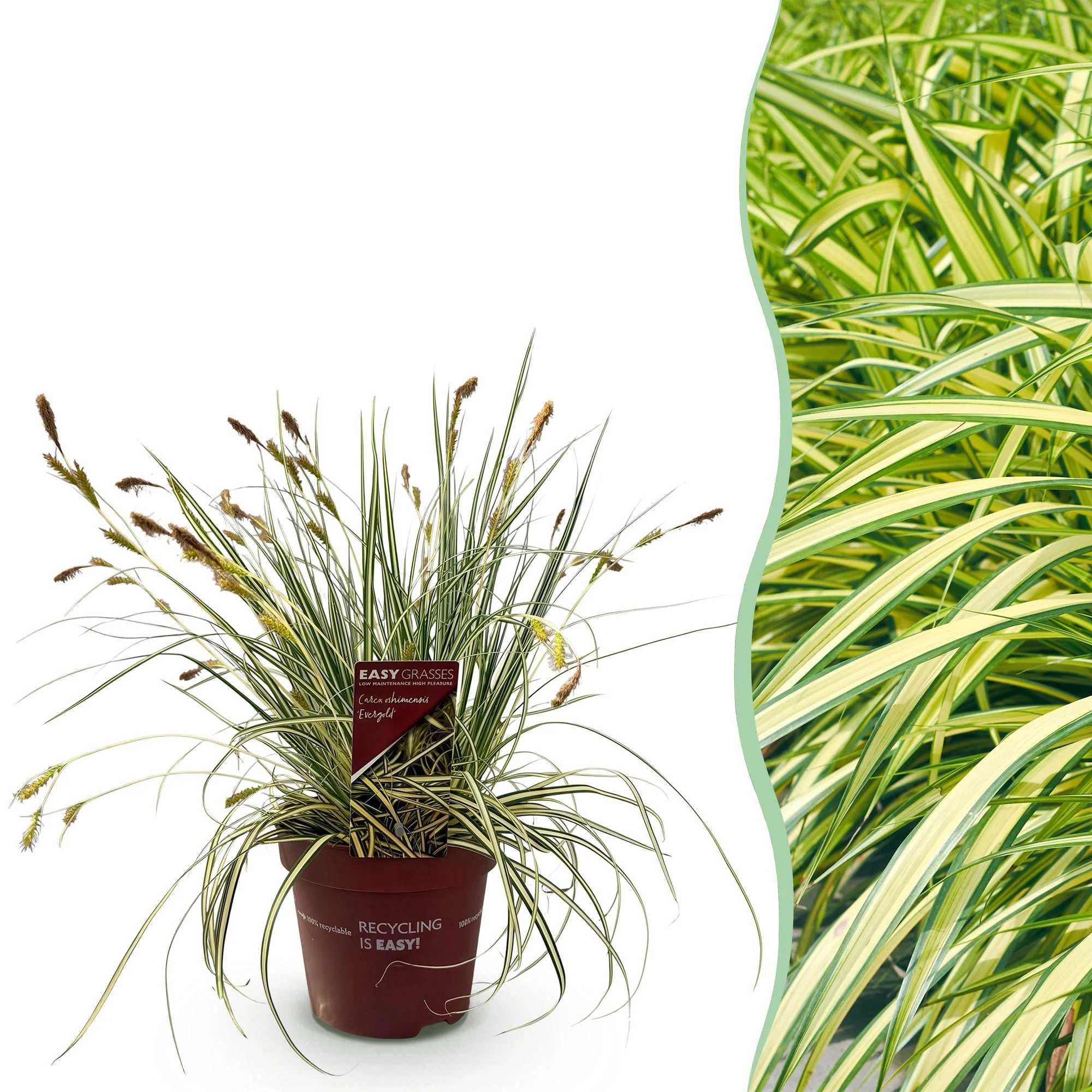 Plante D'Extérieur - Laîche Du Japon (Carex Oshimaensis) 'Evergold'