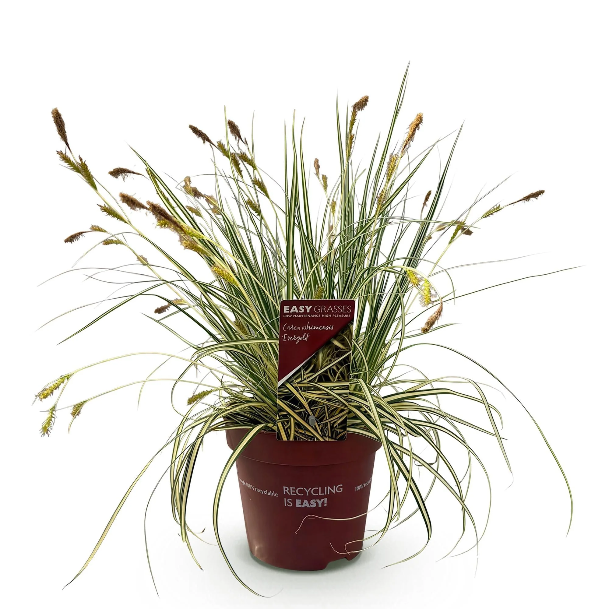Plante D'Extérieur - Laîche Du Japon (Carex Oshimaensis) 'Evergold' - Image 2
