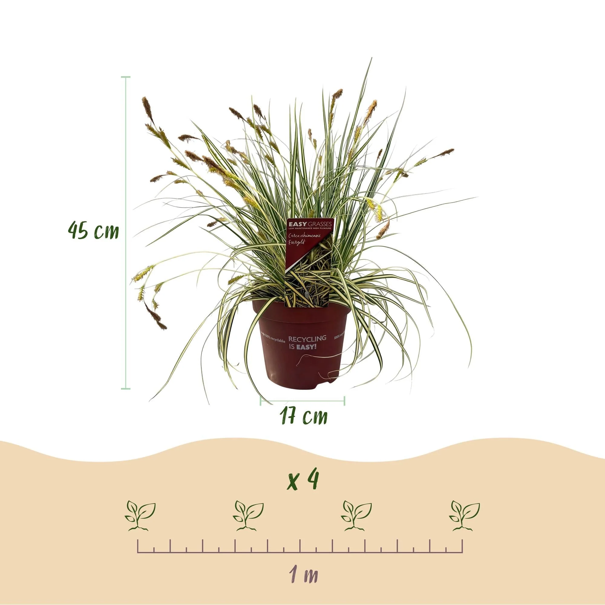 Plante D'Extérieur - Laîche Du Japon (Carex Oshimaensis) 'Evergold' - Image 3