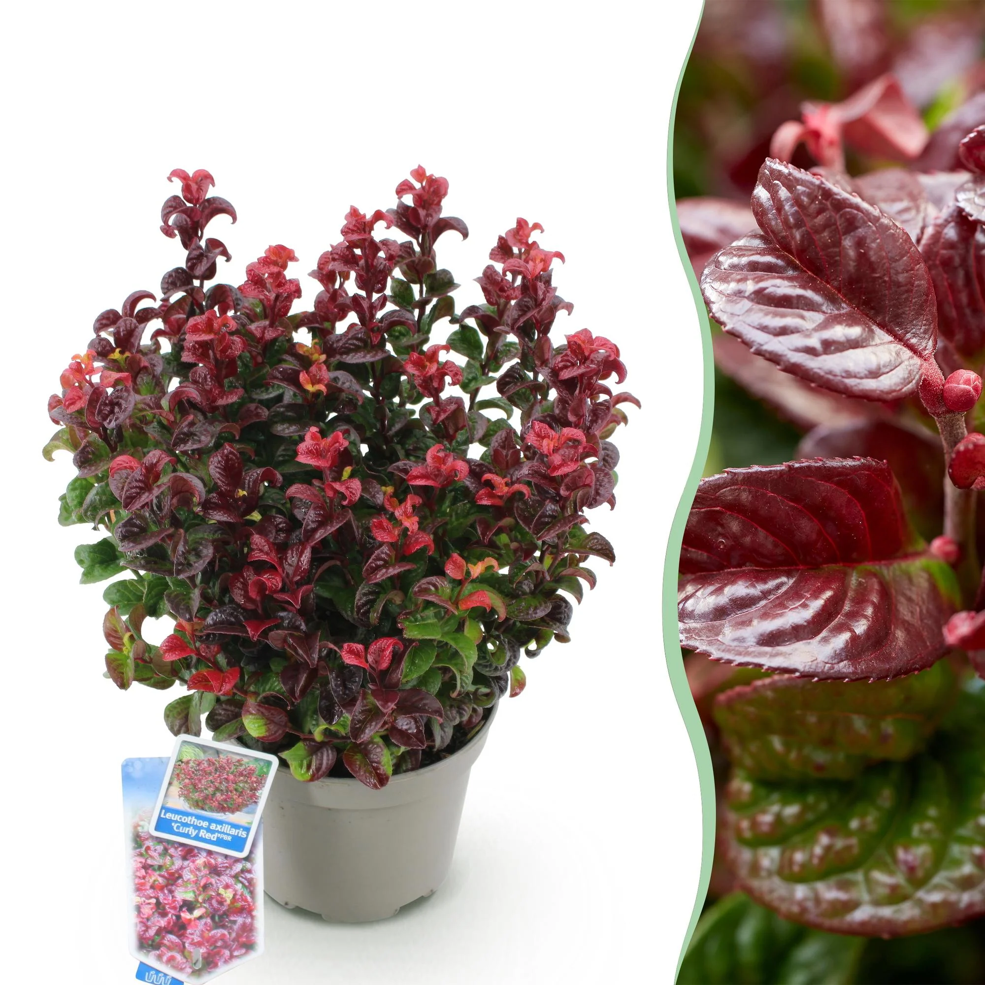 Plante D'Extérieur - Leucothoé (Leucothoe Axillaris) 'Curly Red' - Image 11