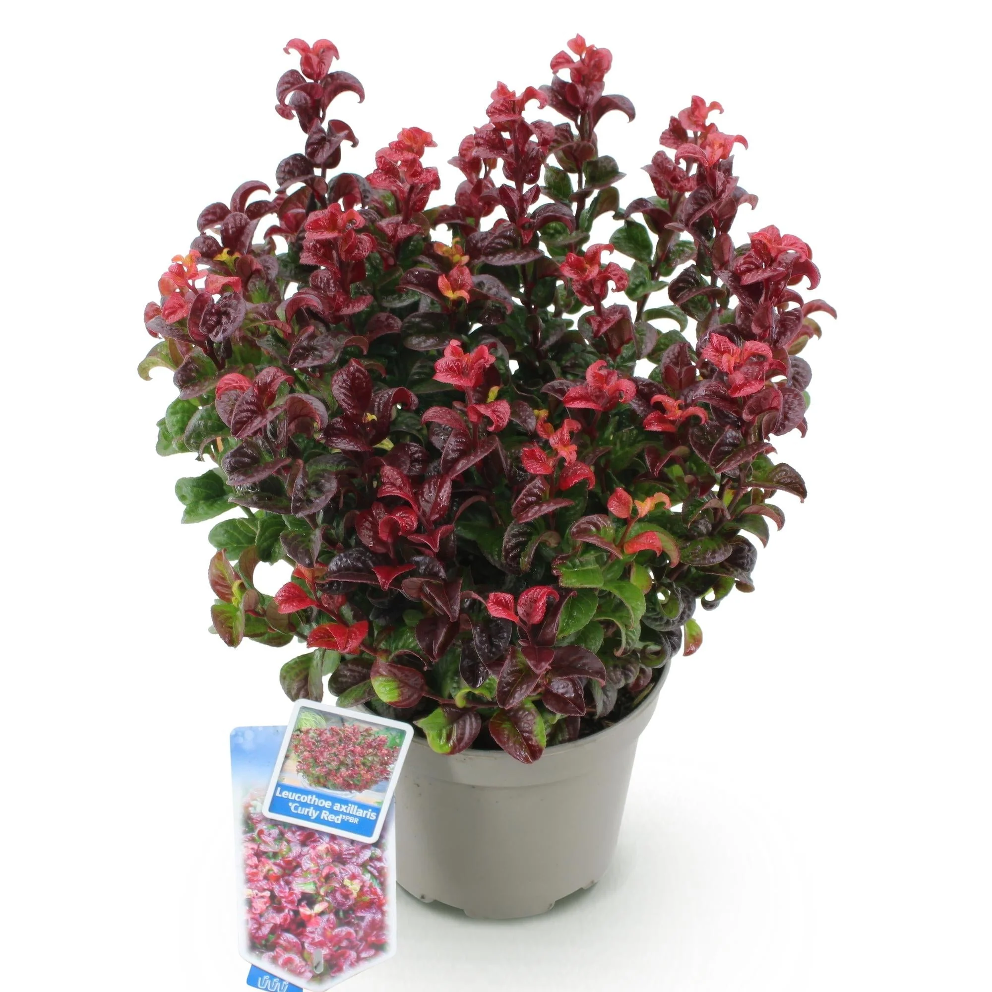 Plante D'Extérieur - Leucothoé (Leucothoe Axillaris) 'Curly Red' - Image 2