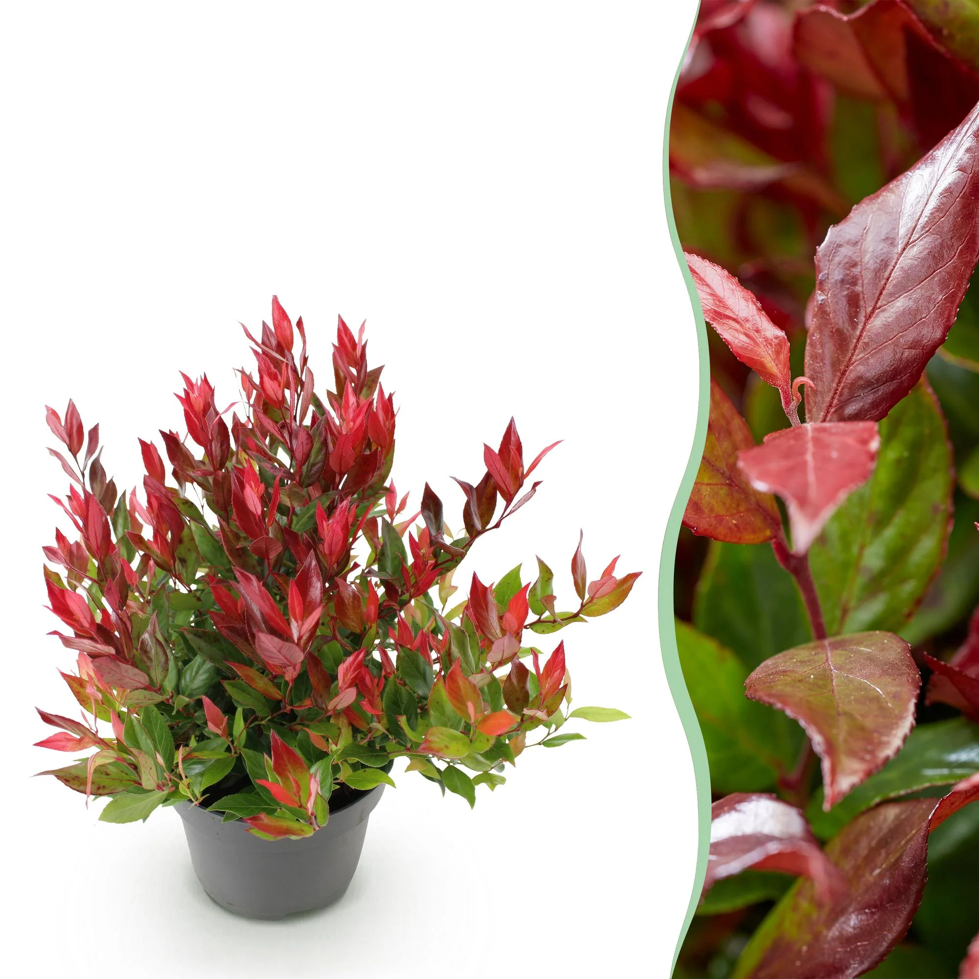 Plante D'Extérieur - Leucothoé (Leucothoe Fontanesiana) 'Little Flame'