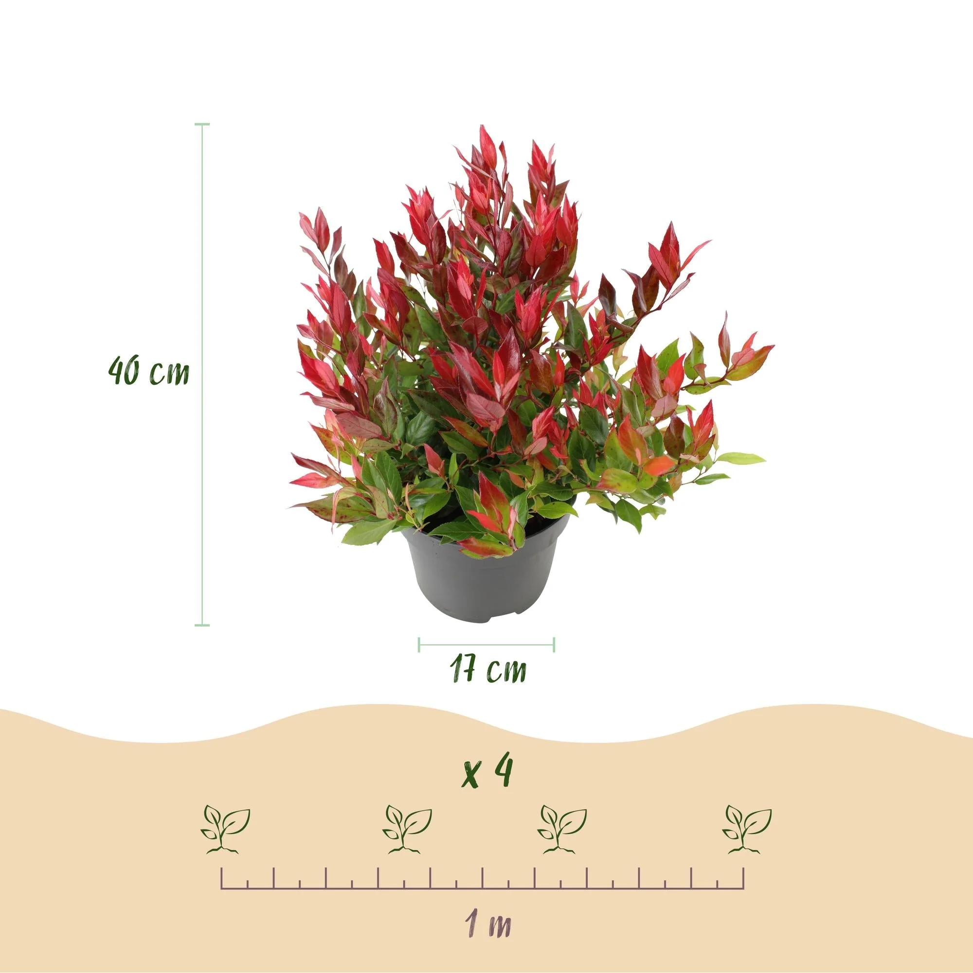 Plante D'Extérieur - Leucothoé (Leucothoe Fontanesiana) 'Little Flame' - Image 3