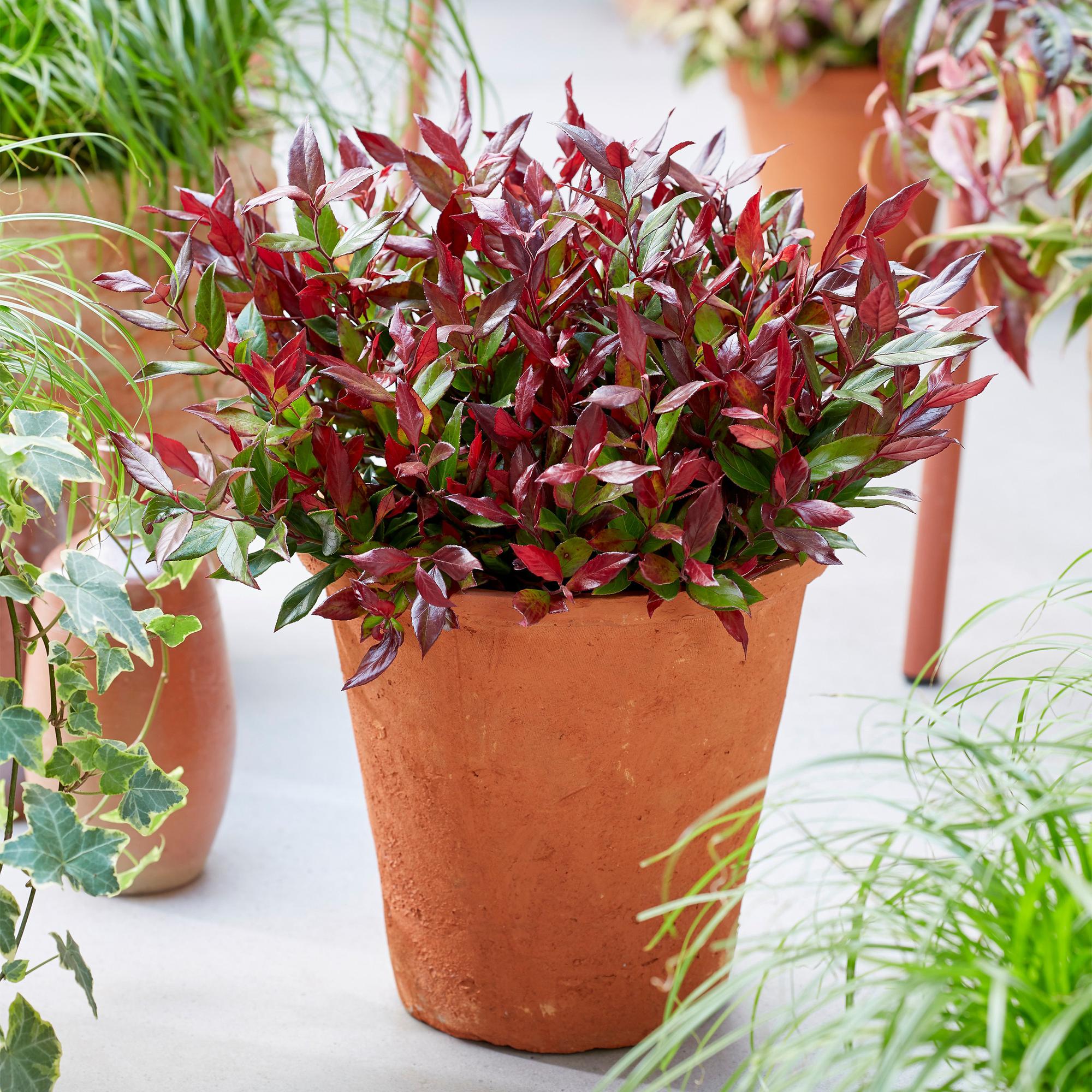 Plante D'Extérieur - Leucothoé (Leucothoe Fontanesiana) 'Little Flame' - Image 4
