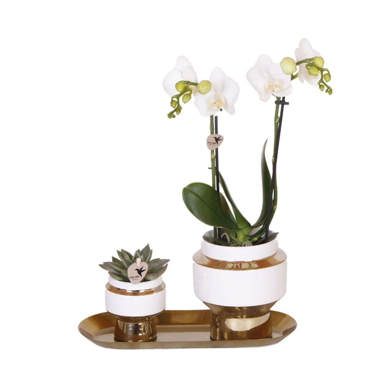 Plante D'Intérieur - Ensemble Orchidée Blanche Et Succulente Sur Plateau Doré - Image 4