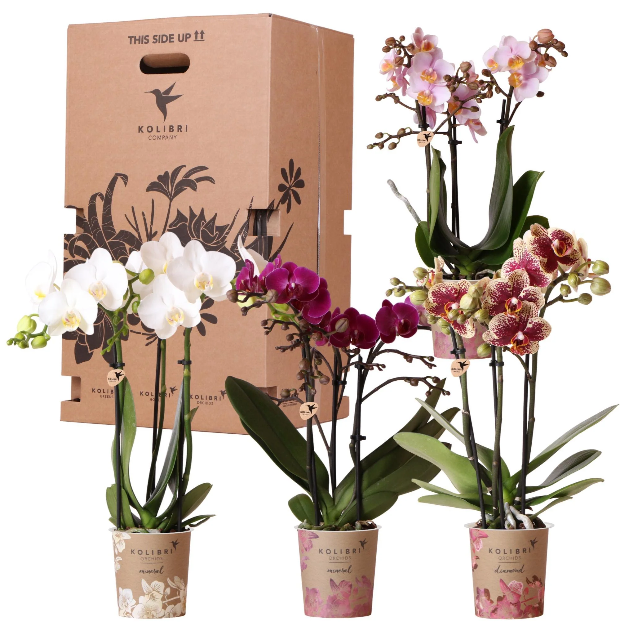 Plante D'Intérieur - Boîte Surprise : 4 Orchidées Variées Haut De Gamme - Image 2