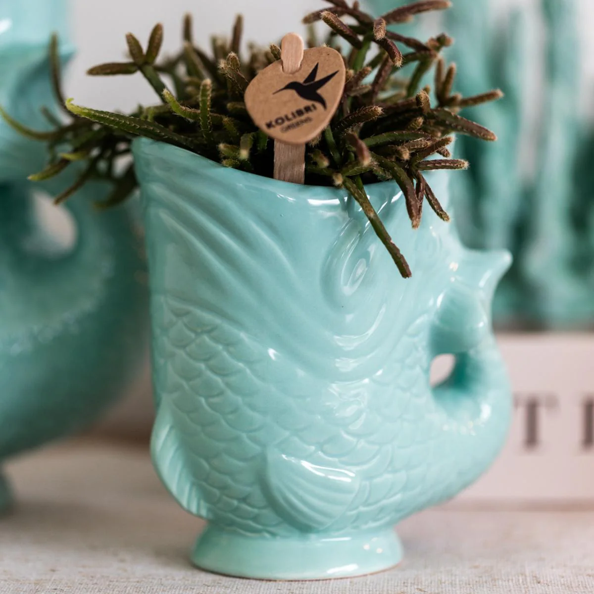 Plante D'Intérieur - Orchidée Amabilis Blanche Et Crassula Hobbit Avec Pots Turquoise - Image 4