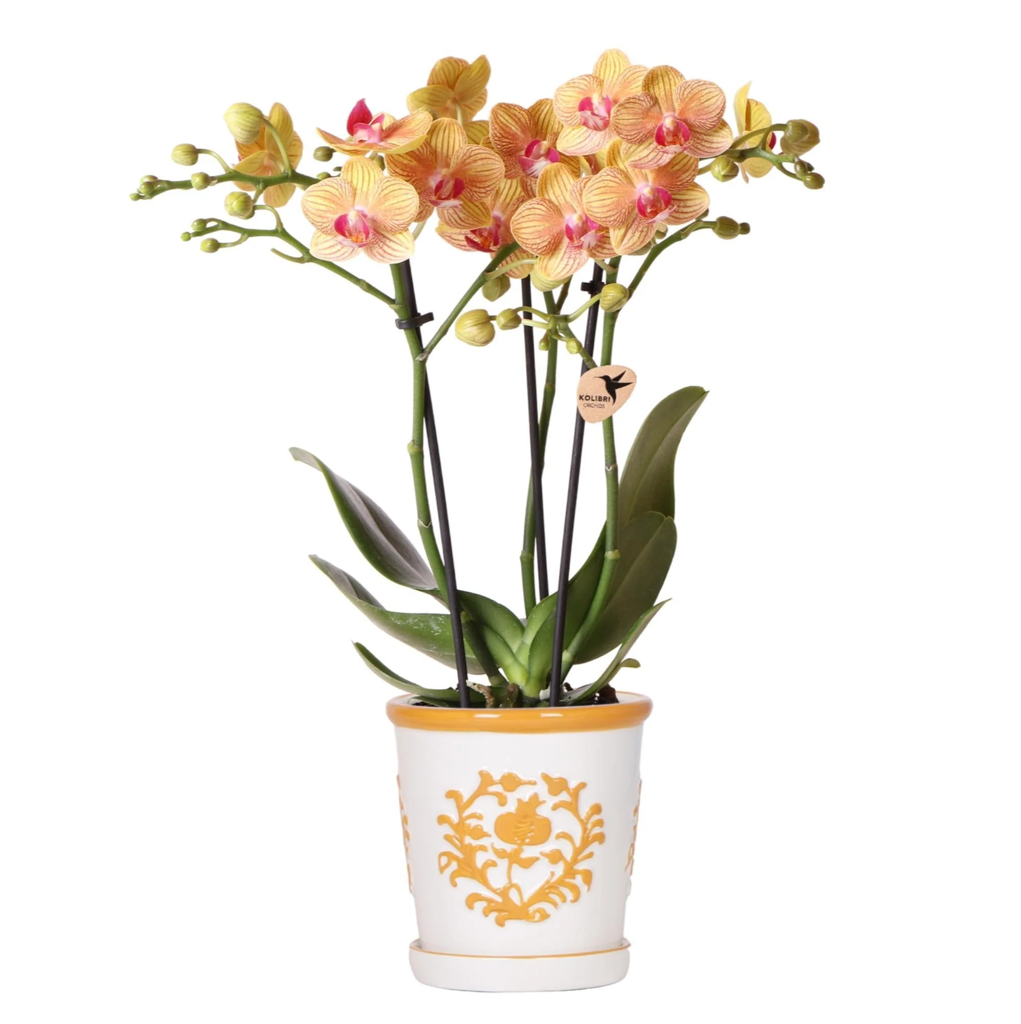Plante D'Intérieur - Orchidée Jamaica Et Son Pot - Image 11