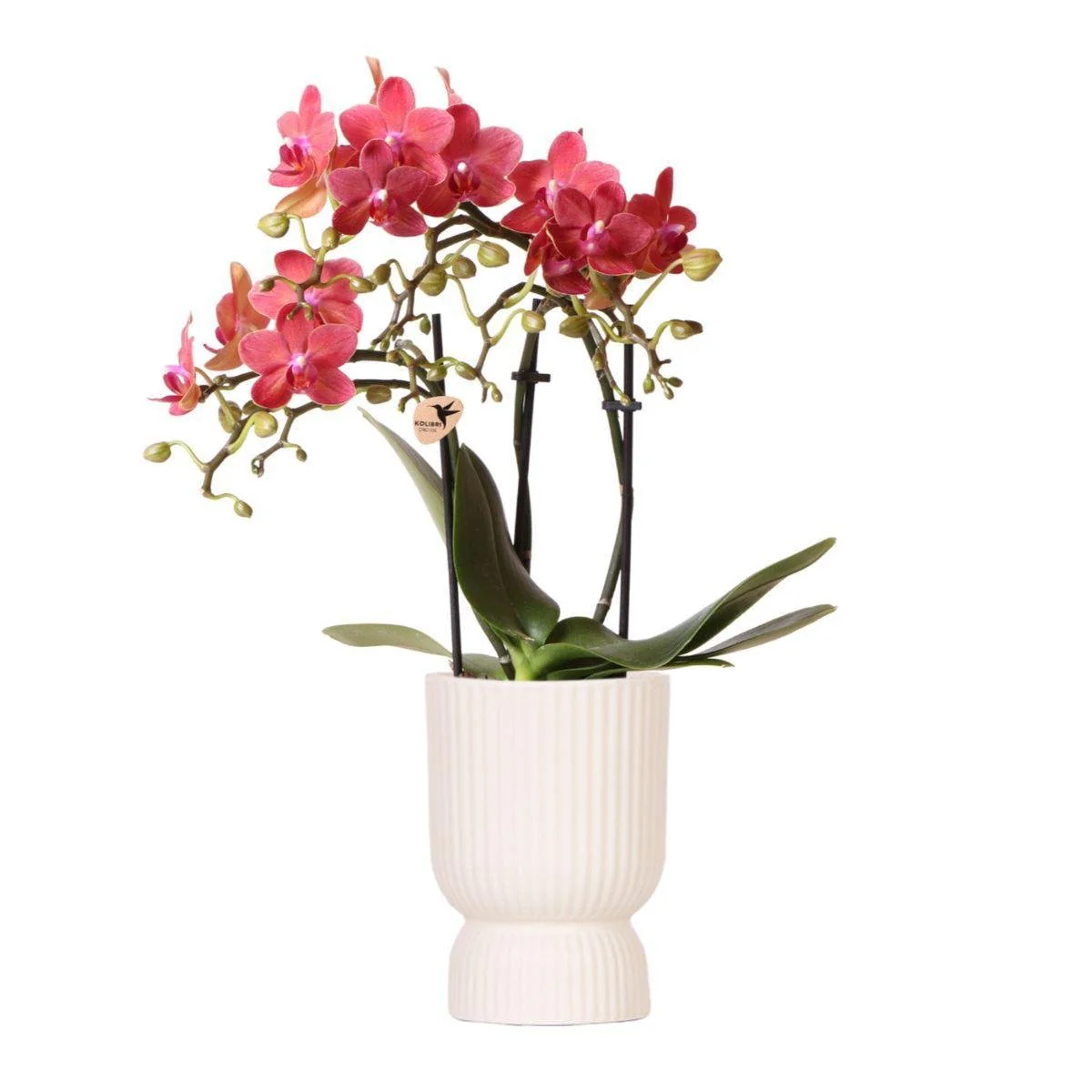 Plante D'Intérieur - Orchidée Rouge Congo Avec Pot Diamond Pearl - Image 10