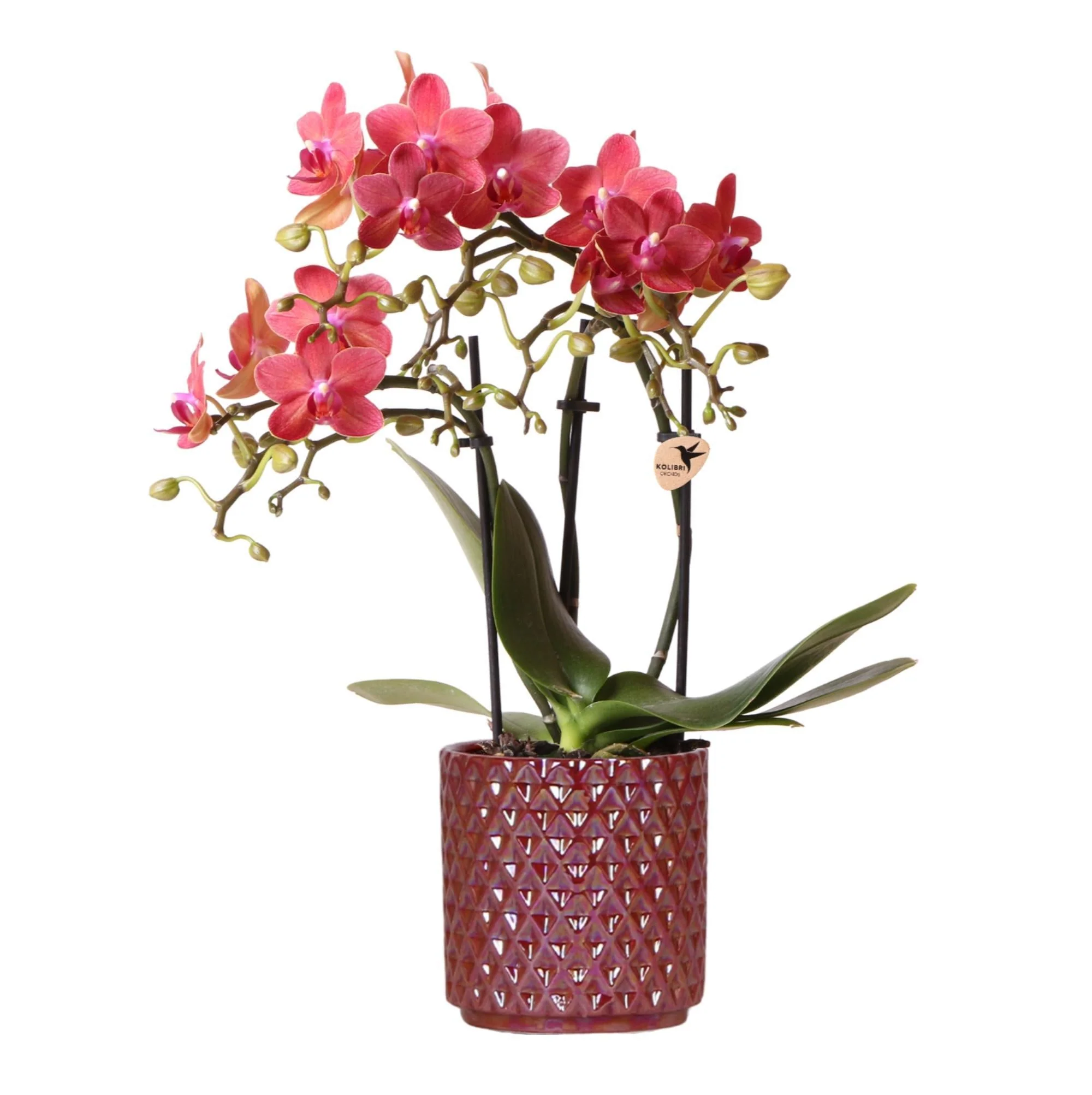 Plante D'Intérieur - Orchidée Rouge Congo Avec Pot Diamond Pearl - Image 2