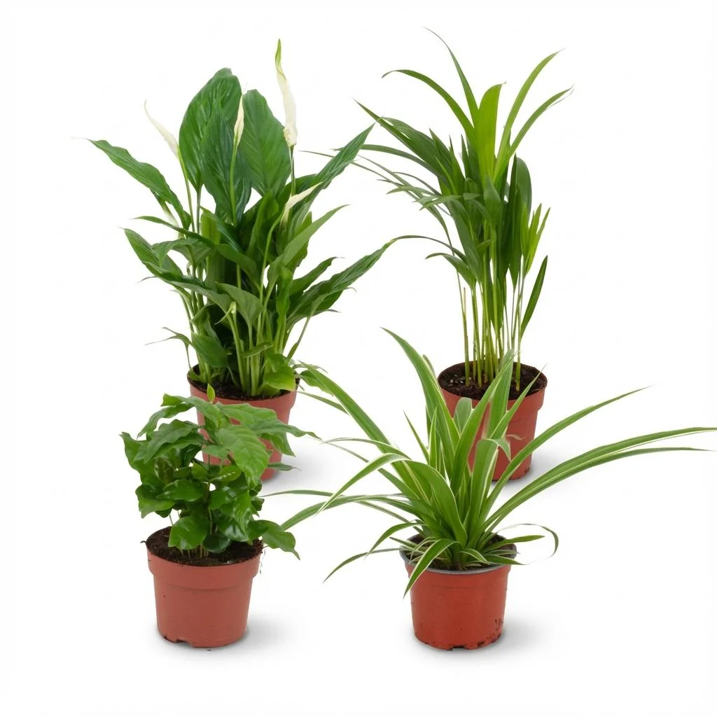 Plante D'Intérieur - Pack 4 Plantes Dépolluantes - Image 2