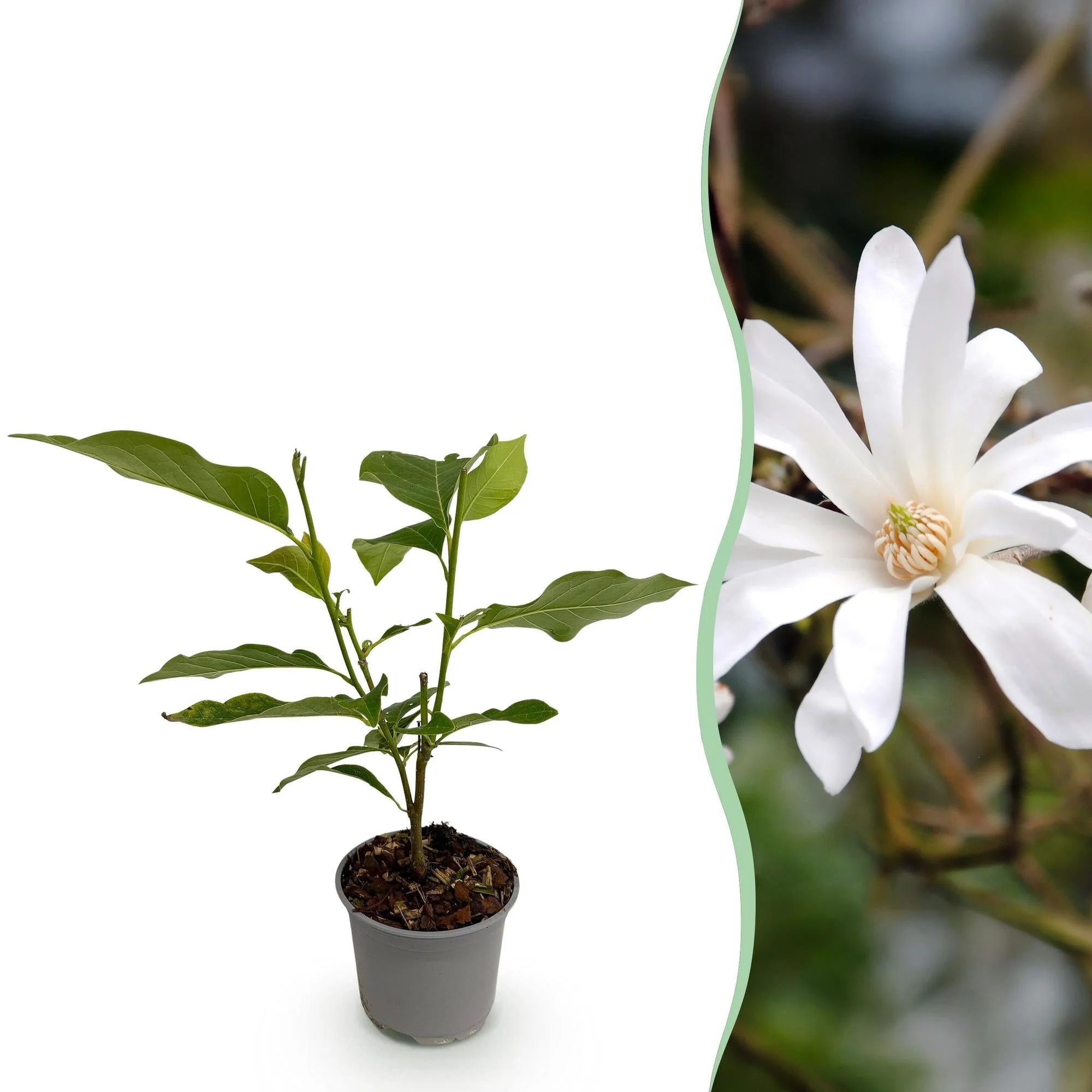 Plante D'Extérieur - Magnolia Étoilé (Magnolia Stellata) 'Stellata' - Image 11
