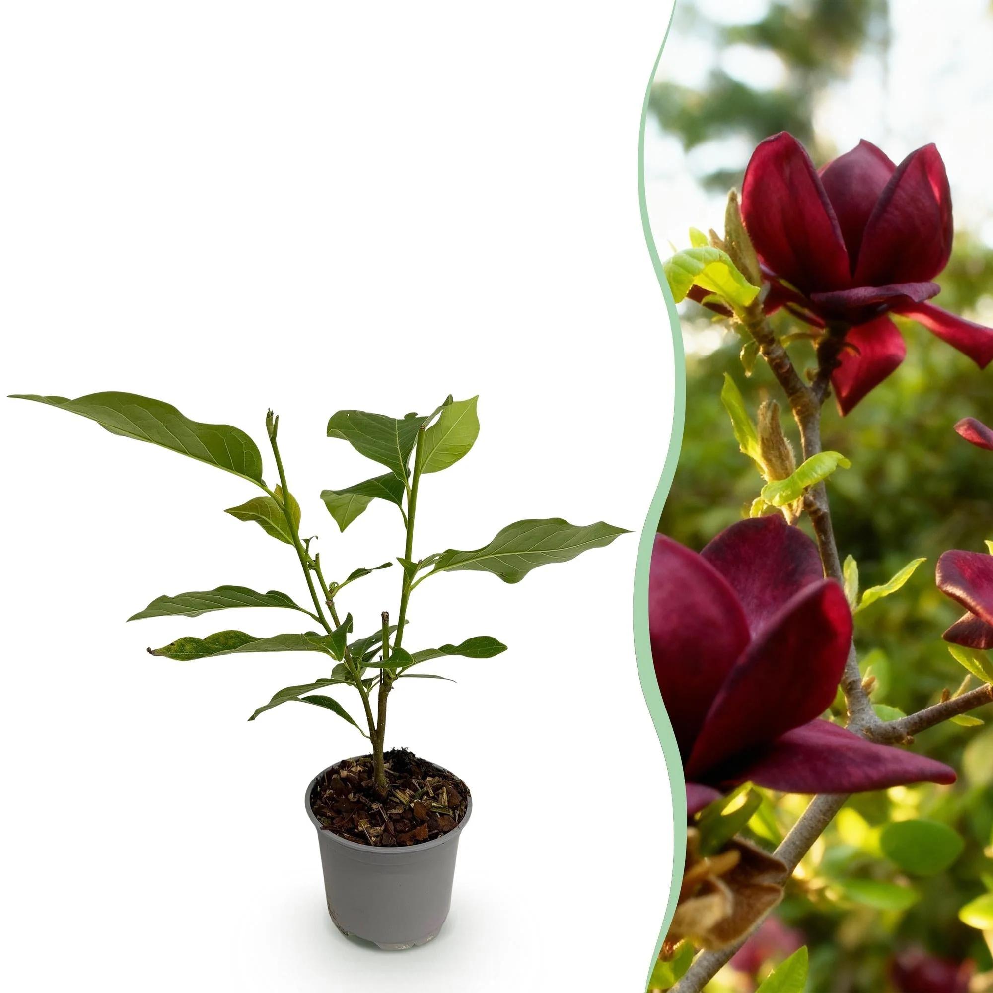 Plante D'Extérieur - Magnolia (Magnolia) 'Genie'