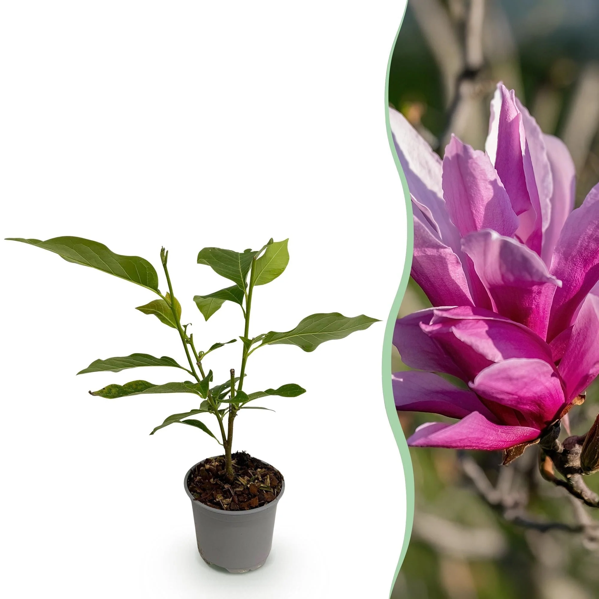 Plante D'Extérieur - Magnolia (Magnolia Liliiflora) 'Nigra' - Image 11