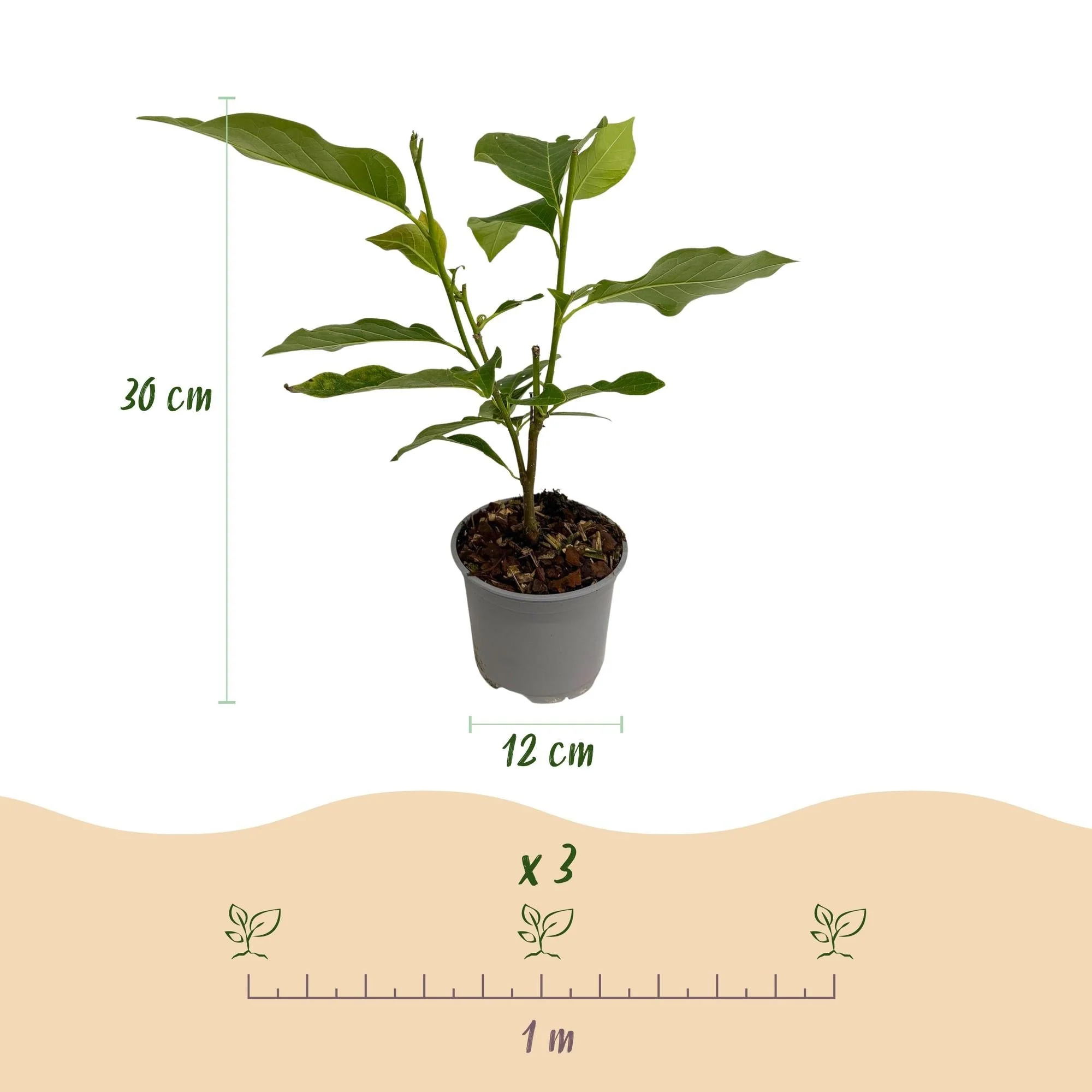 Plante D'Extérieur - Magnolia (Magnolia Liliiflora) 'Nigra' - Image 3