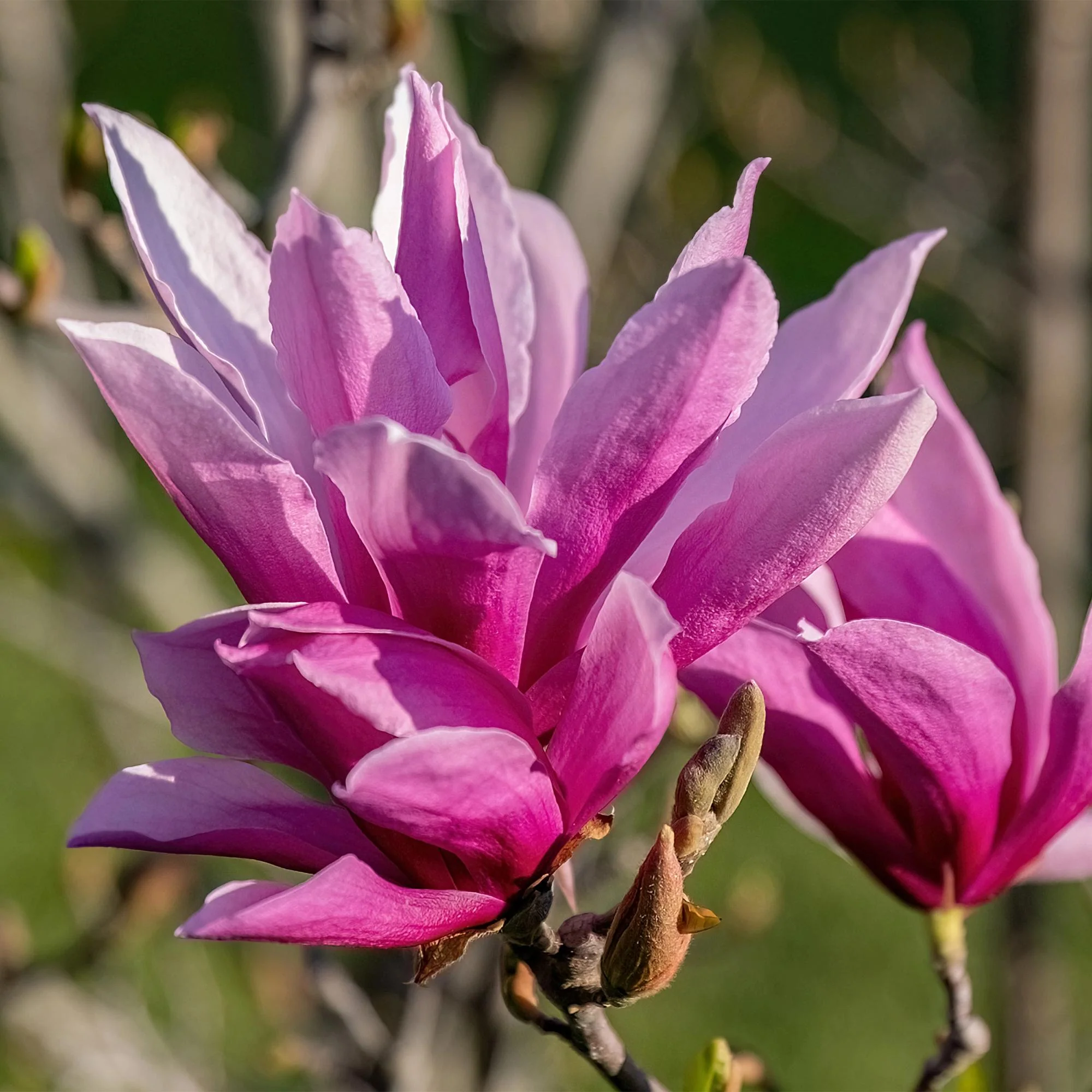 Plante D'Extérieur - Magnolia (Magnolia Liliiflora) 'Nigra' - Image 4