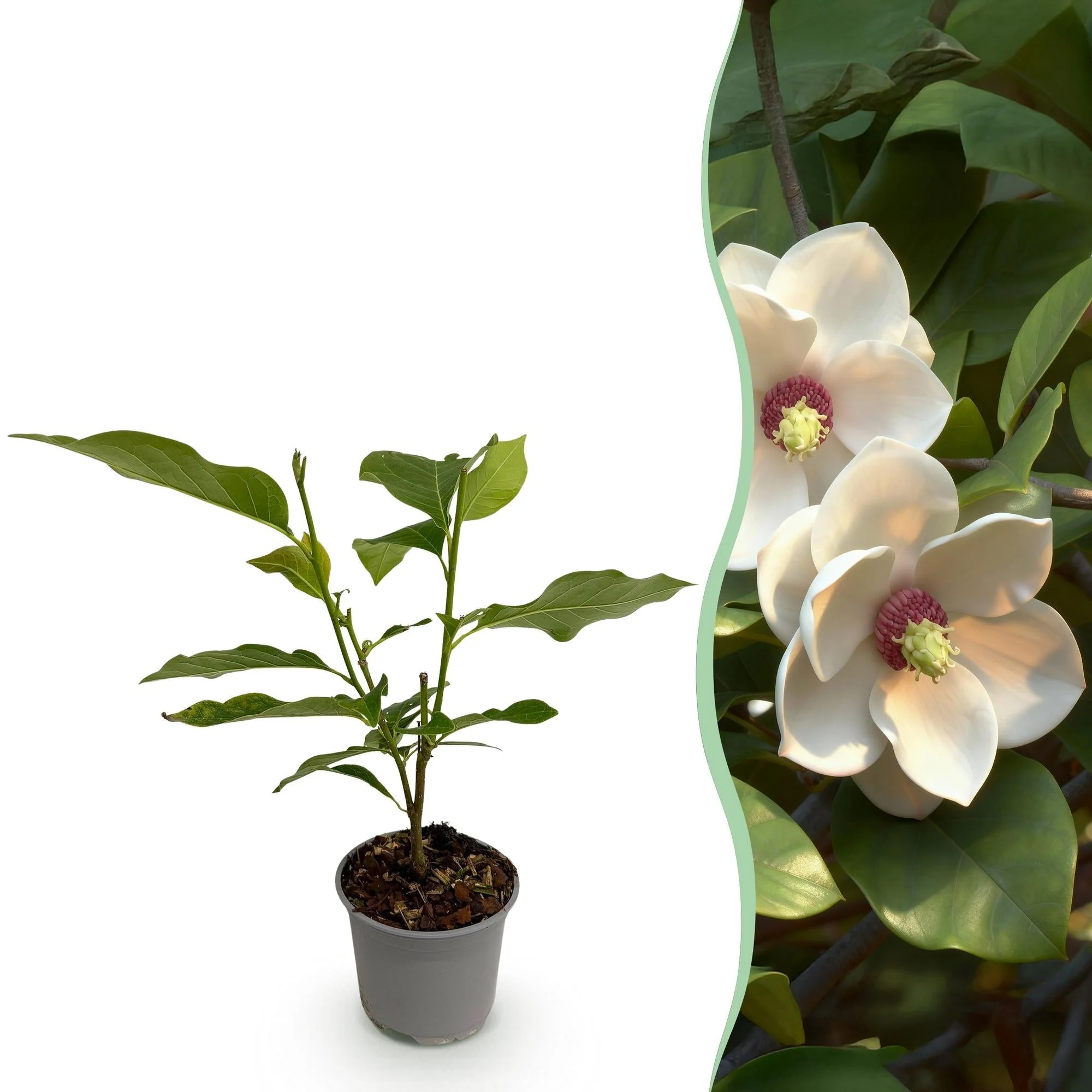 Plante D'Extérieur - Magnolier De Siebold (Magnolia Sieboldii) 'Sieboldii' - Image 11