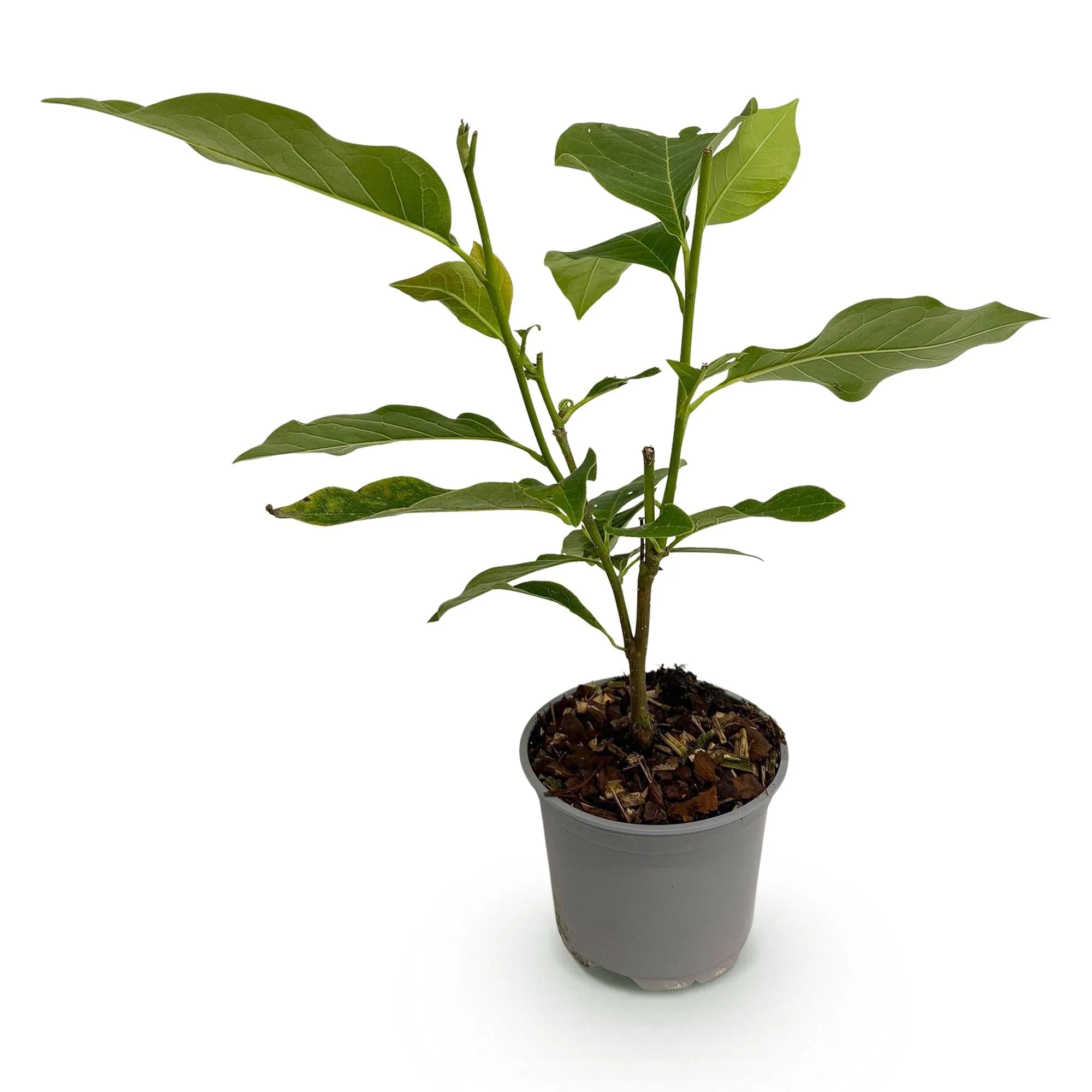 Plante D'Extérieur - Magnolier De Siebold (Magnolia Sieboldii) 'Sieboldii' - Image 2