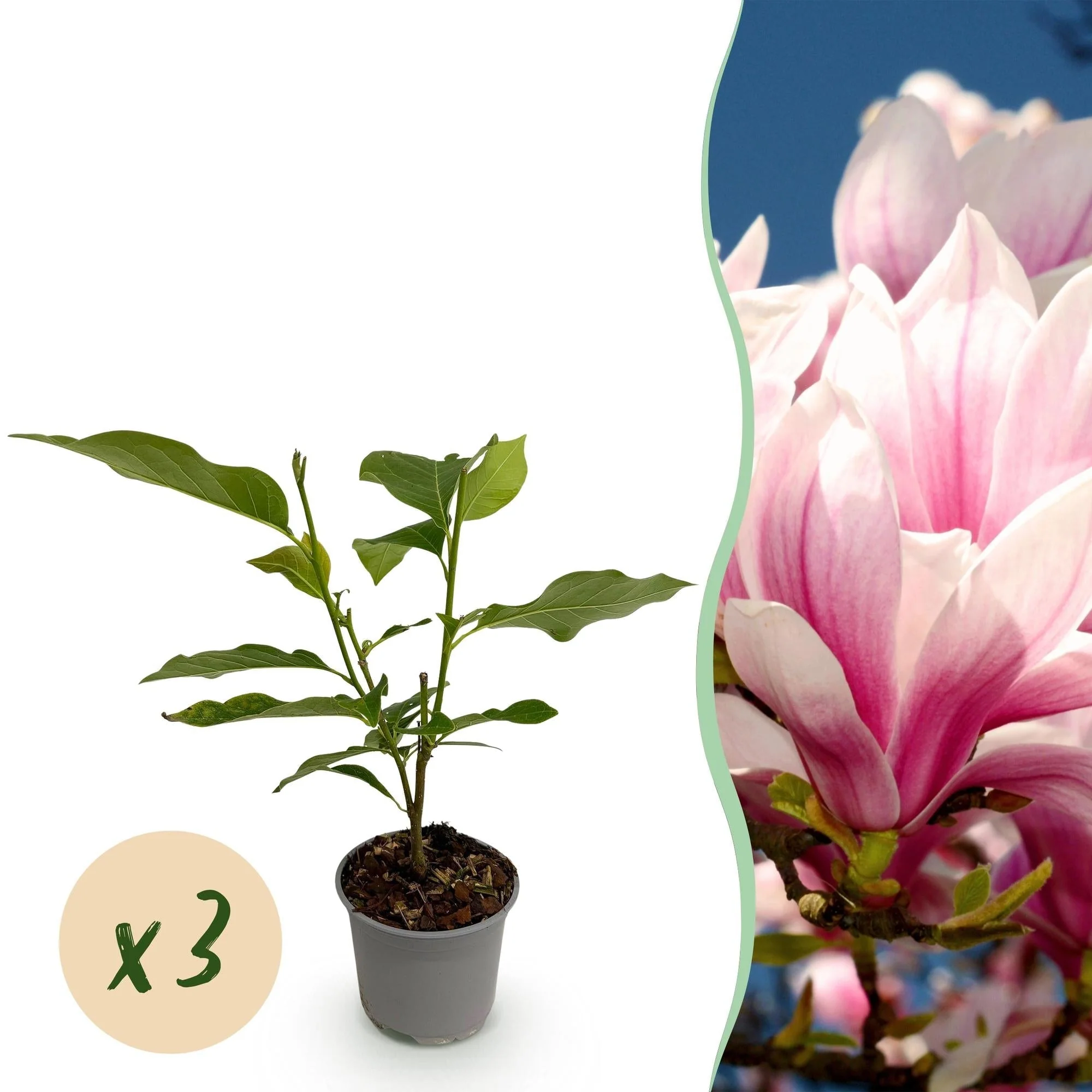 Plante D'Extérieur - Magnolier De Soulange (Magnolia × Soulangeana) '' - Image 12
