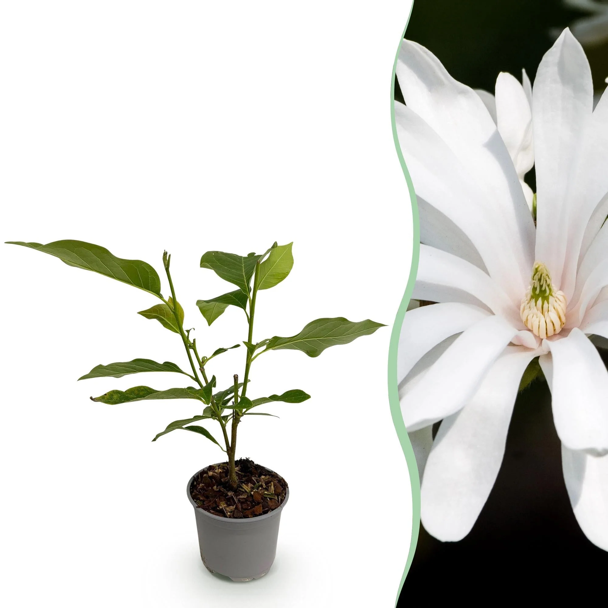 Plante D'Extérieur - Magnolier Étoilé (Magnolia Stellata) 'Royal Star'