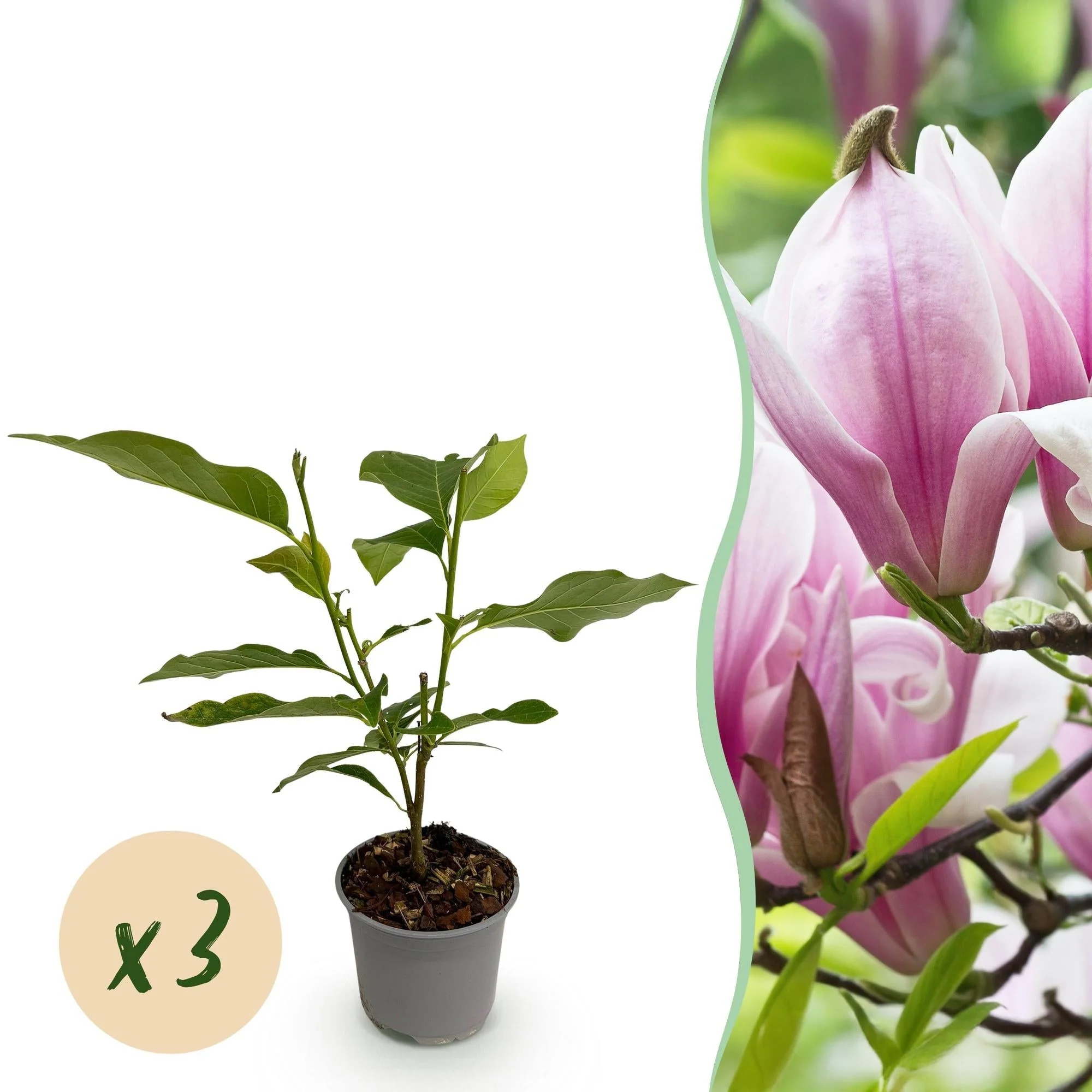 Plante D'Extérieur - Magnolier (Magnolia) 'George Henry Kern' - Image 13