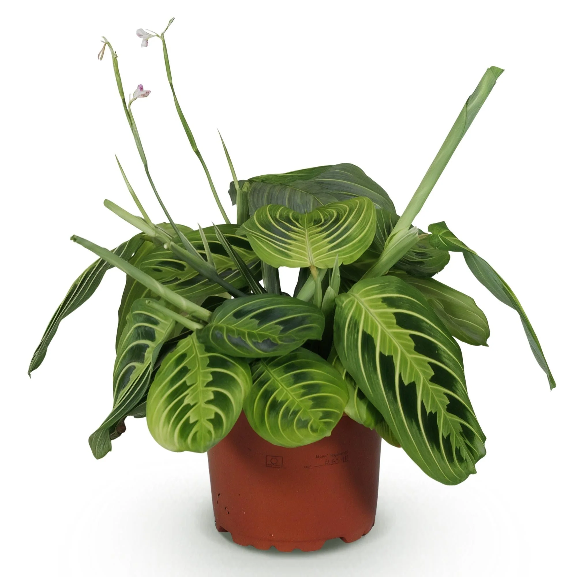 Plante D'Intérieur - Maranta Fascinator Lemon Lime - Image 3