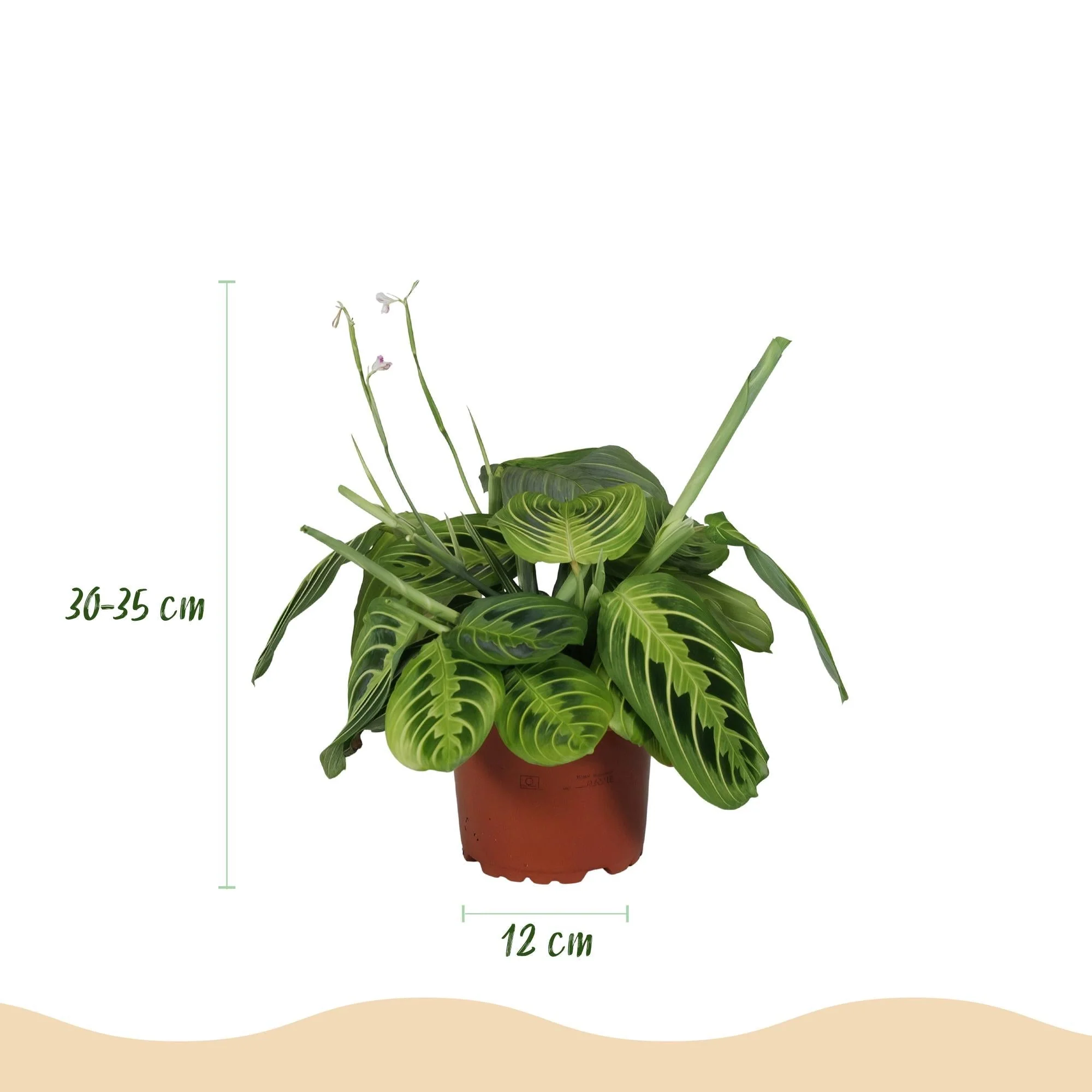 Plante D'Intérieur - Maranta Fascinator Lemon Lime - Image 4