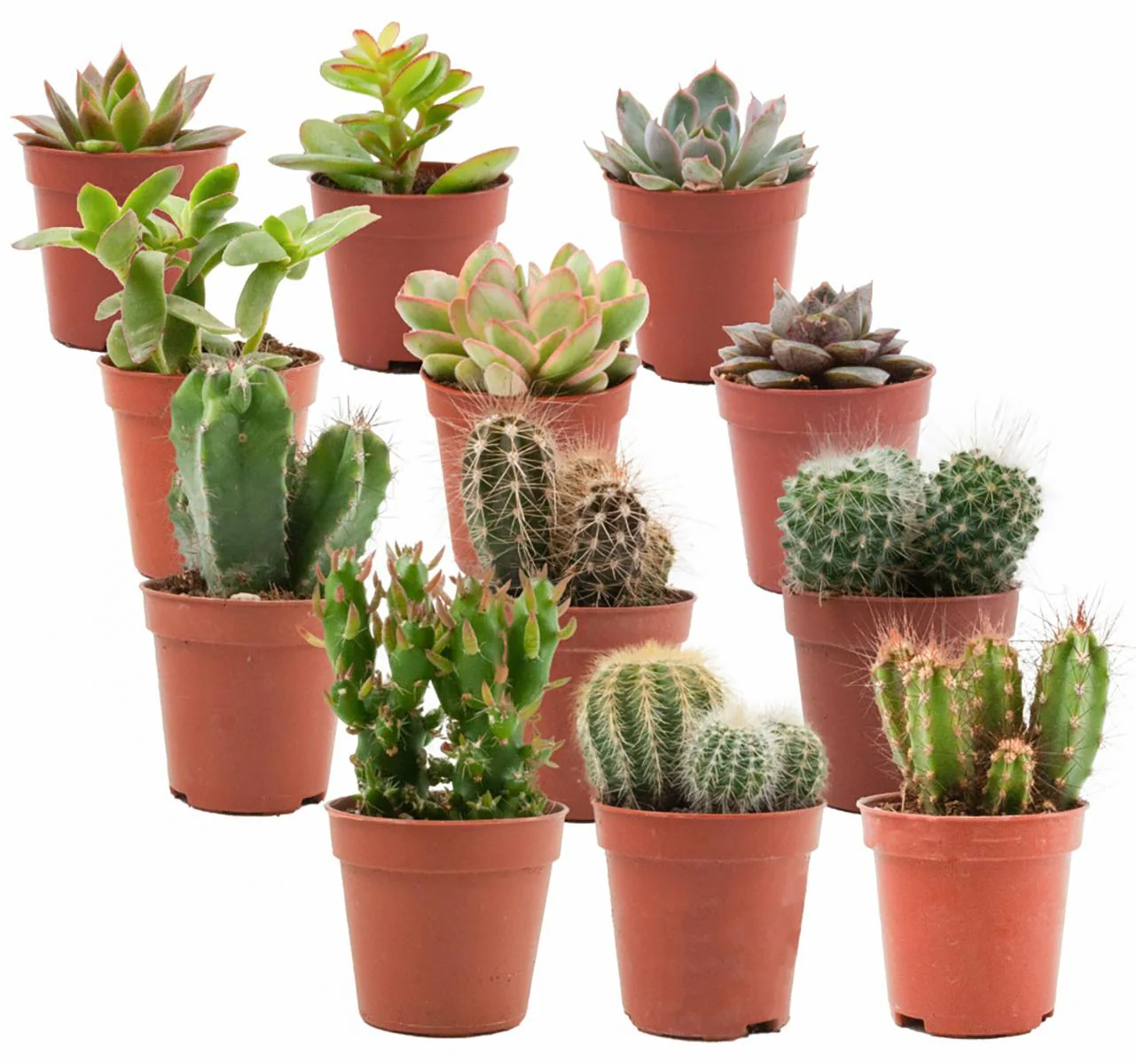 Plante D'Intérieur - Mix Cactus & Succulentes - Image 7