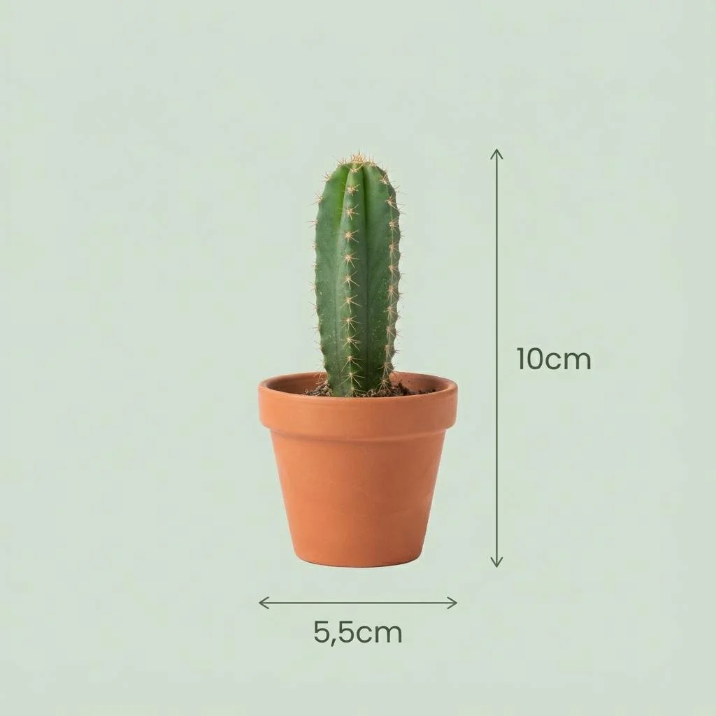 Plante D'Intérieur - Mix Mini Cactus - Image 4