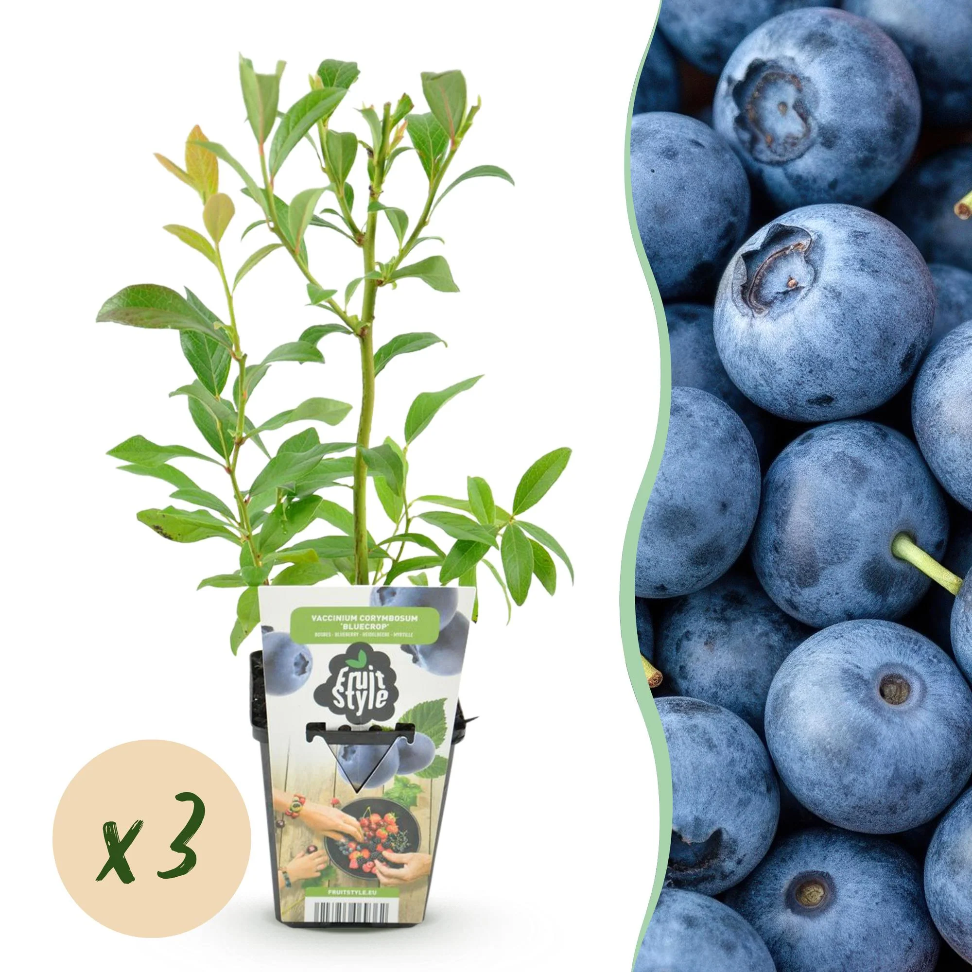 Plante D'Extérieur - Myrtille (Vaccinium Corymbosum) 'Bluecrop'