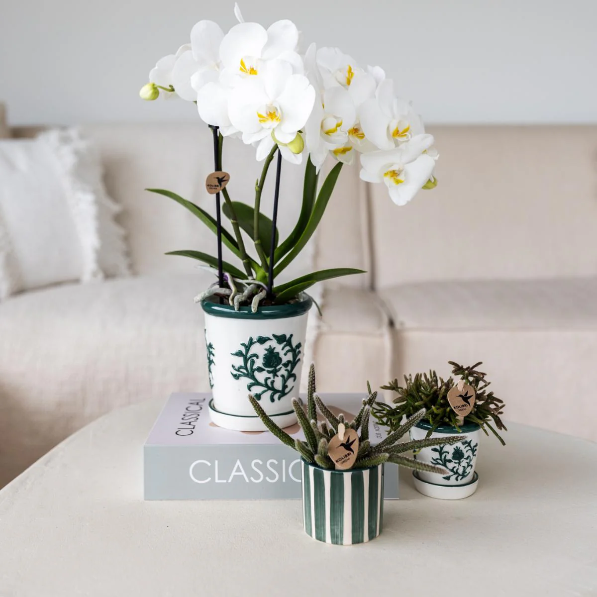 Plante D'Intérieur - Orchidée Amabilis En Pot Malaga Et Succulent En Pot Peint Bleu - Image 3