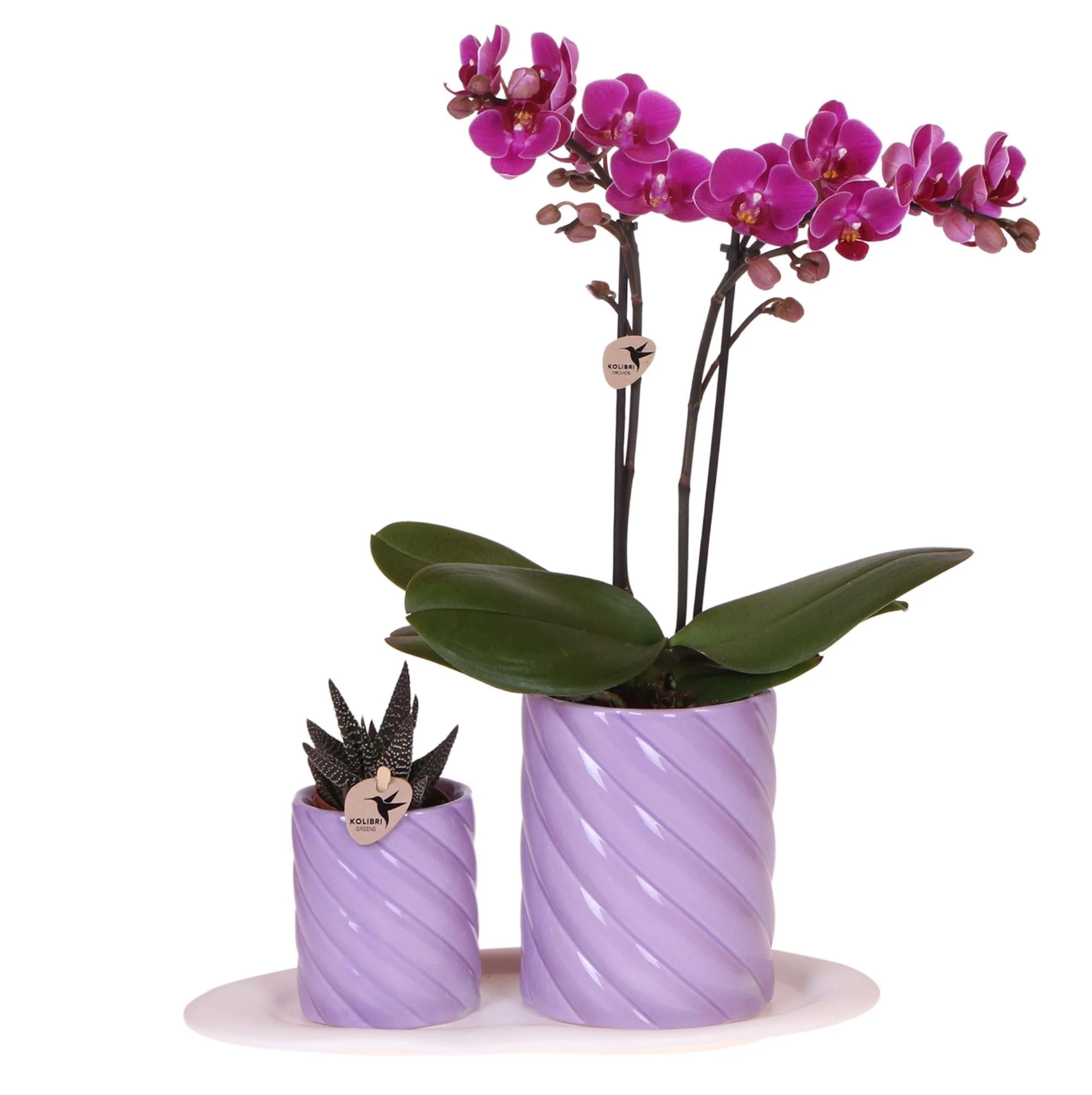 Plante D'Intérieur - Orchidée Morelia Et Plante Verte En Pots Candy Sur Plateau - Image 2