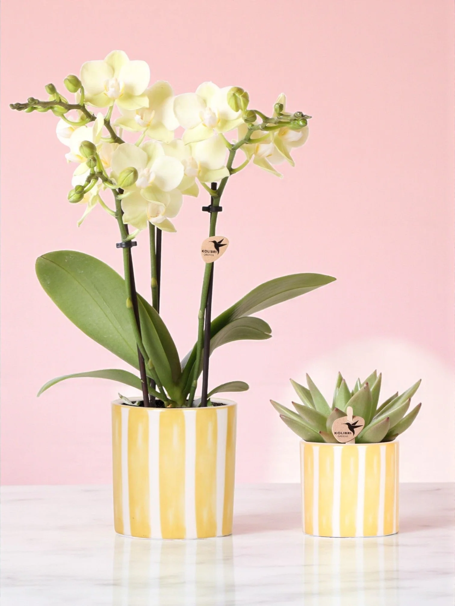 Plante D'Intérieur - Orchidée Phalaenopsis & Echeveria En Pot Rayé Decoratif