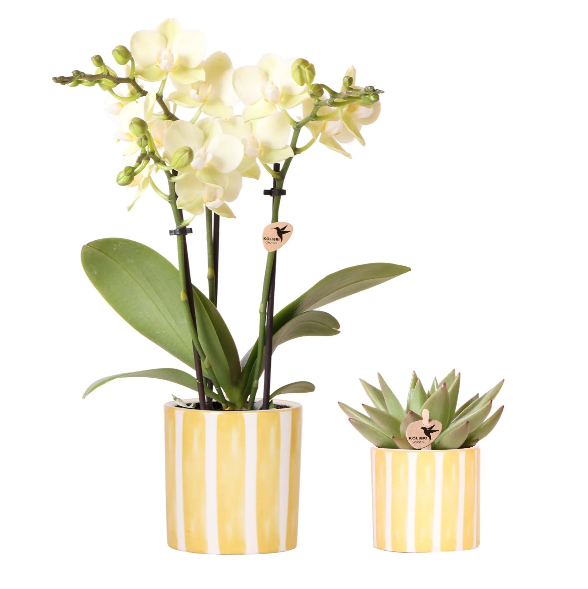 Plante D'Intérieur - Orchidée Phalaenopsis & Echeveria En Pot Rayé Decoratif - Image 3