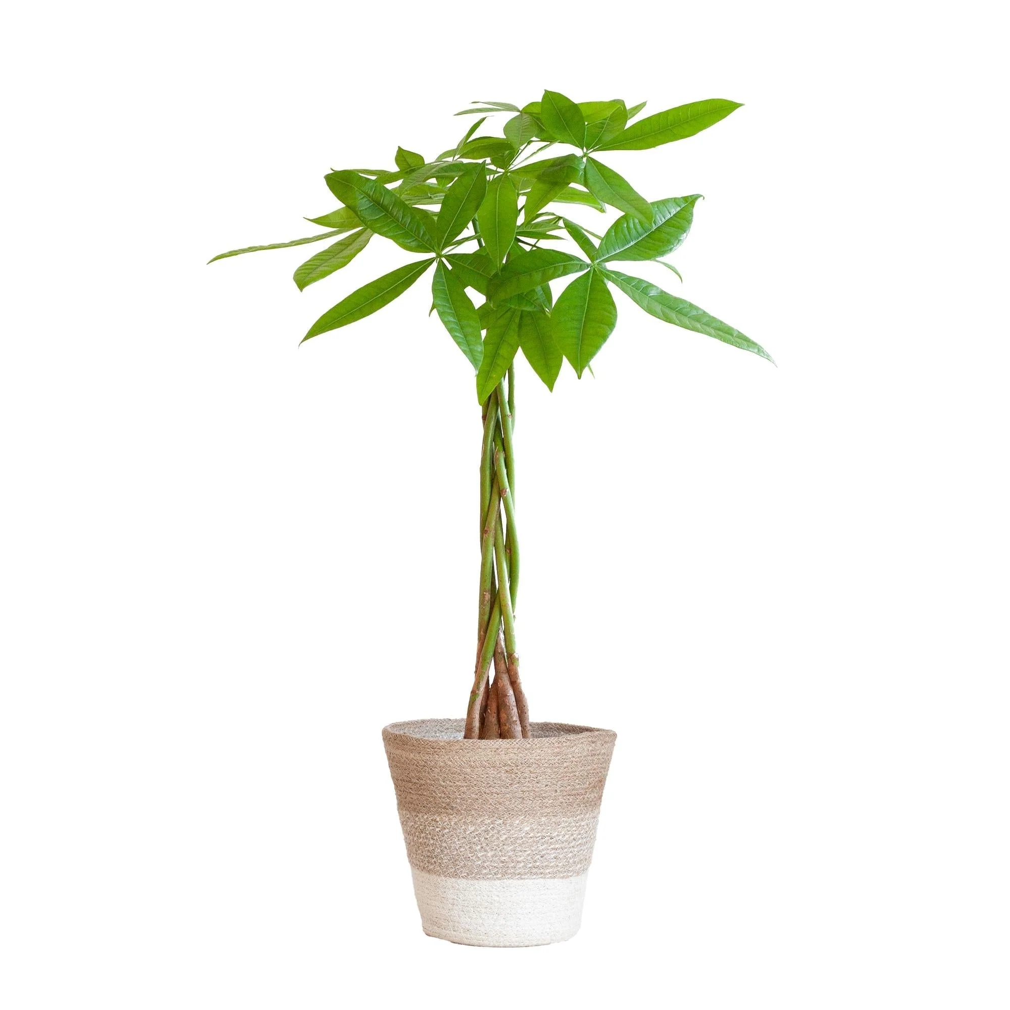 Plante D'Intérieur - Pachira Aquatica Et Son Pot - Image 7