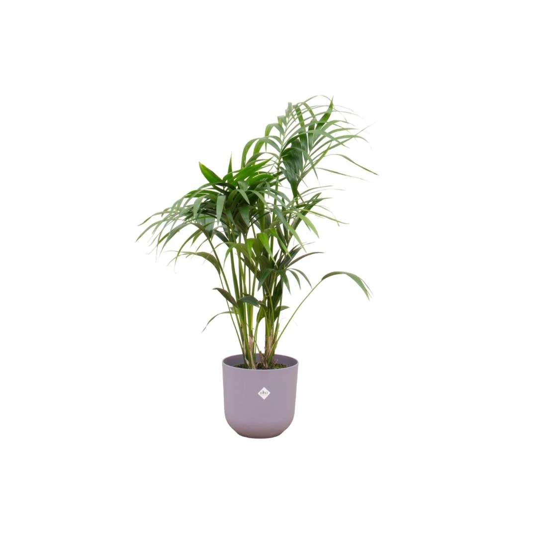 Plante D'Intérieur - Palmier Kentia 160Cm Et Son Pot - Image 10